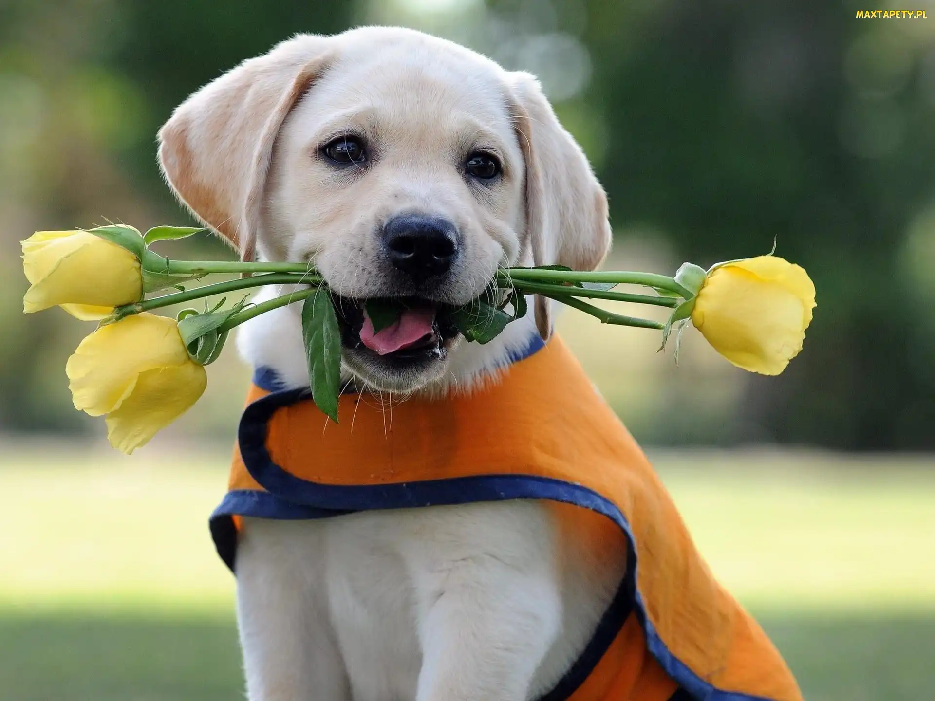 Kwiaty, Labrador Retriever, Psiak