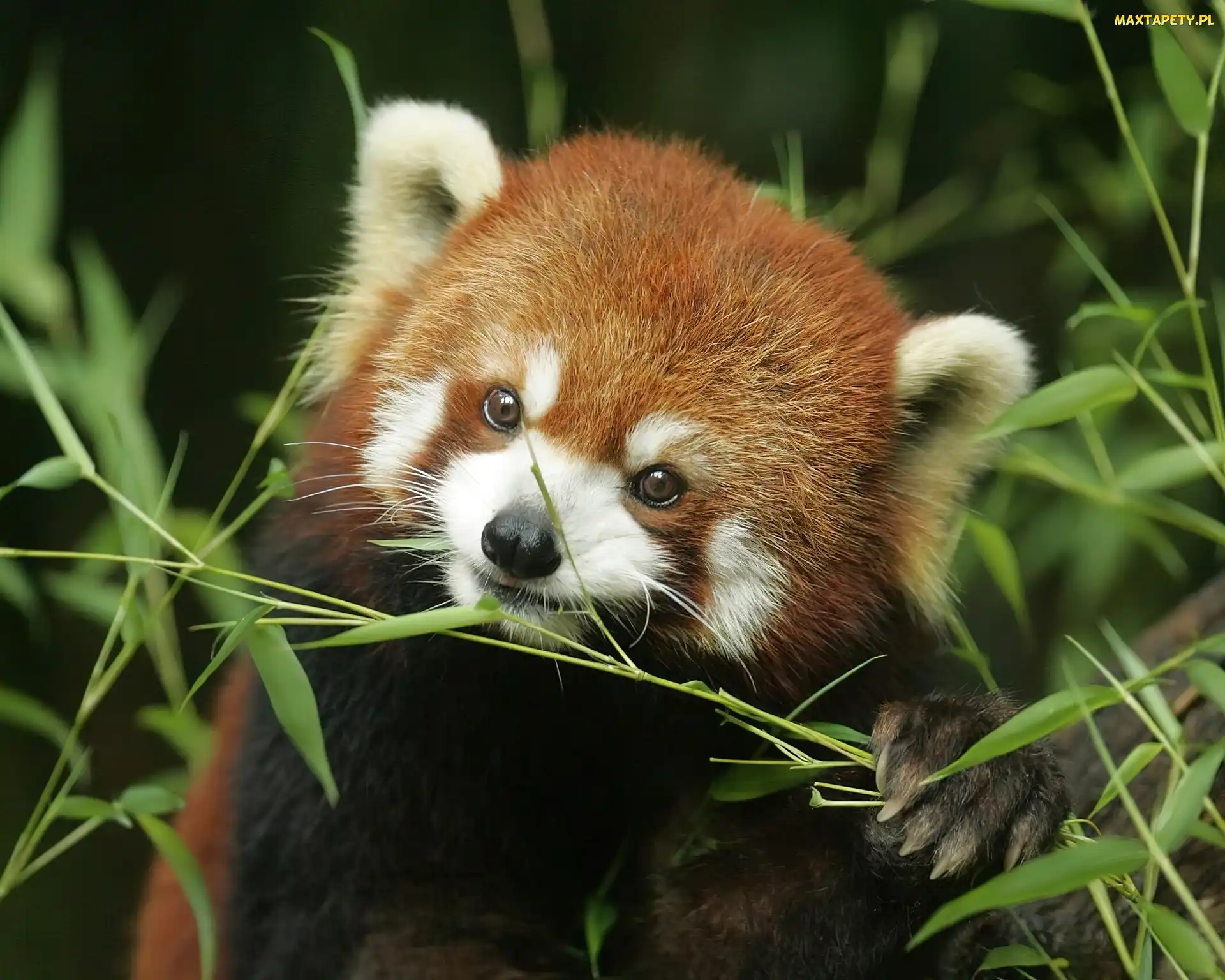 Czerwona, Pandka ruda, Panda