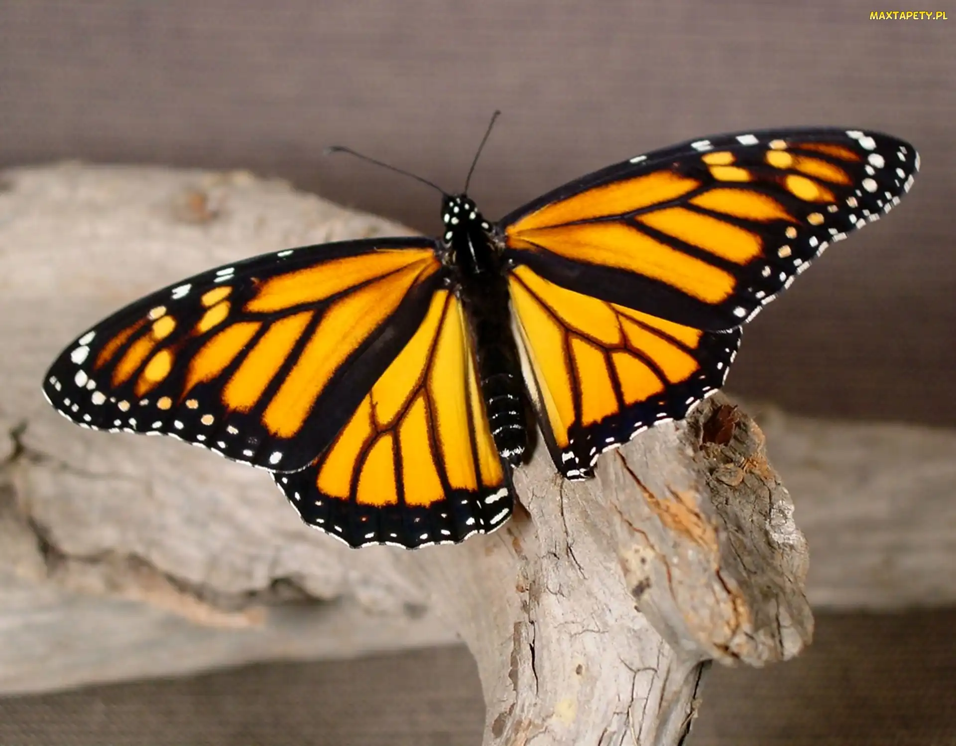 Czarny, Motyl, Żółto