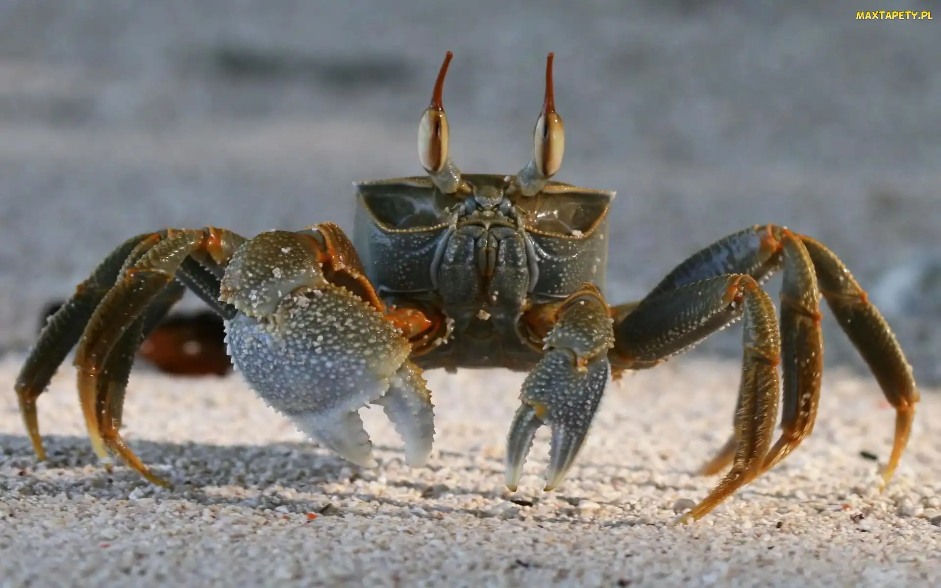 Krab, Szczypce