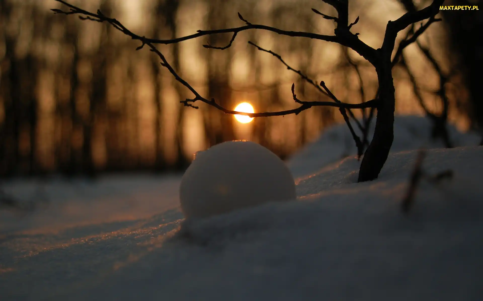 Odbicie, Las, Śnieg, Słońca