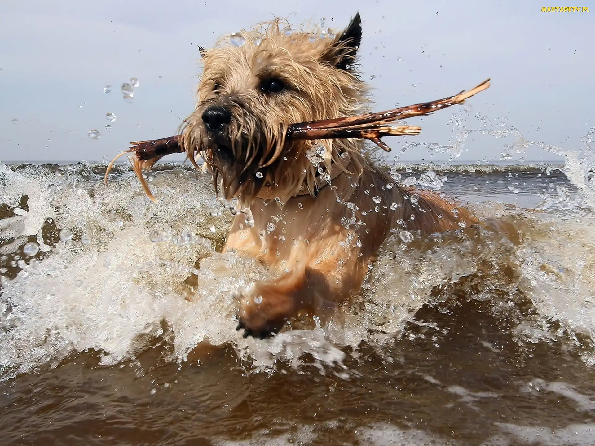 Pies, Patyk, Cairn Terrier