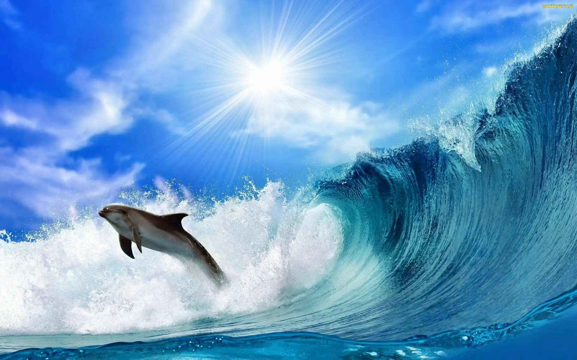 Delfin, Słońce, Fala