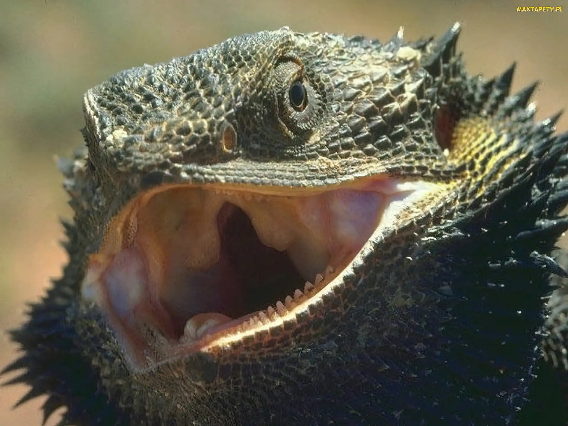 Jaszczurka, Kolce, Agama
