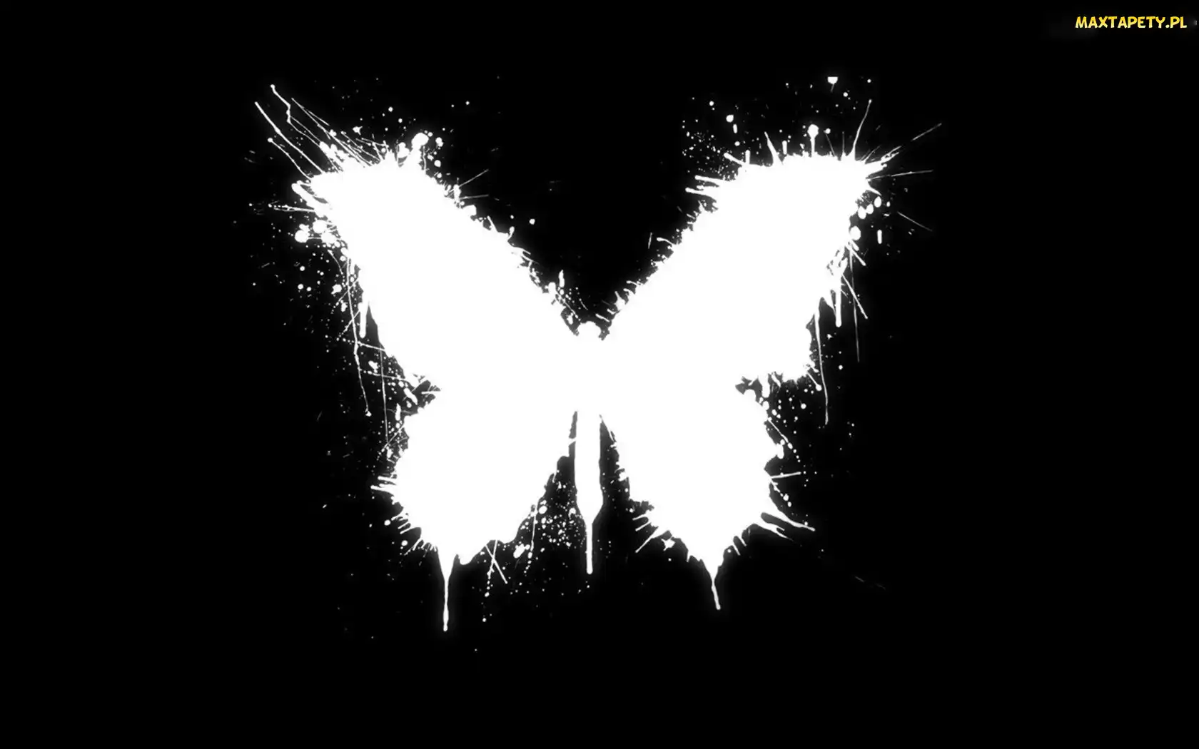 Motyl, Biały, Czarne, Tło