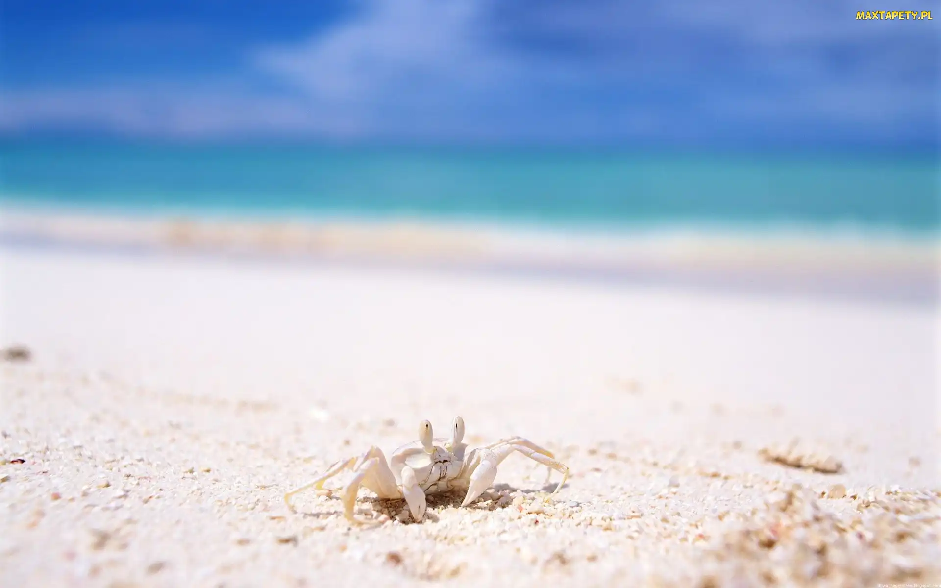 Krab, Morze, Plaża