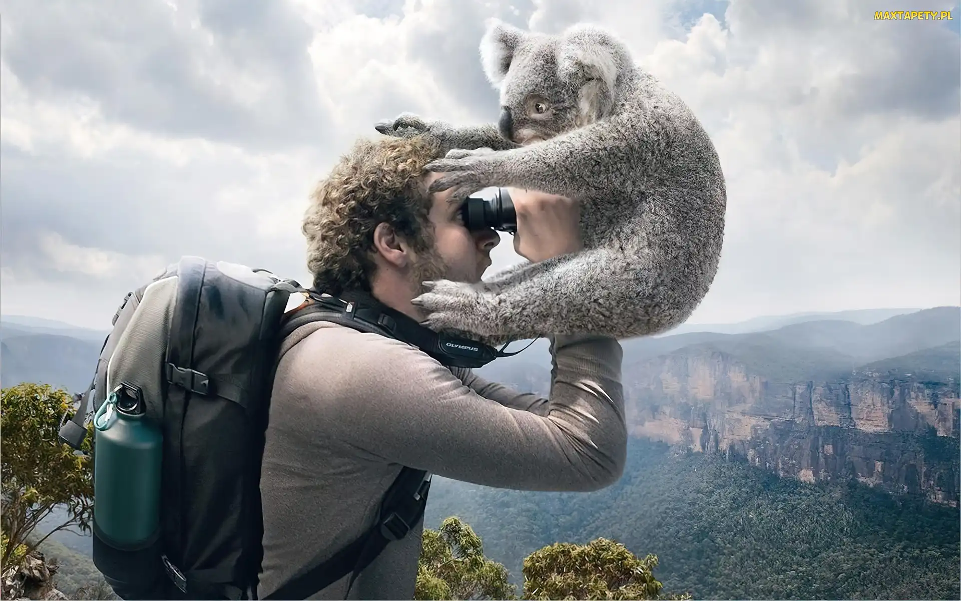 Lornetka, Koala, Mężczyzna