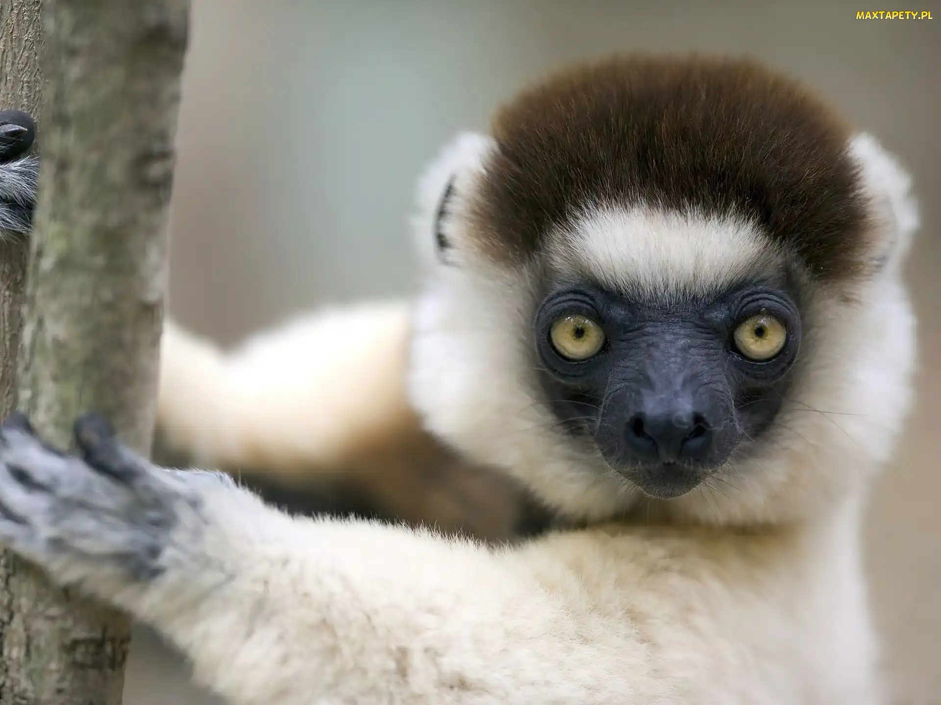 Czarny, Lemur, Biało