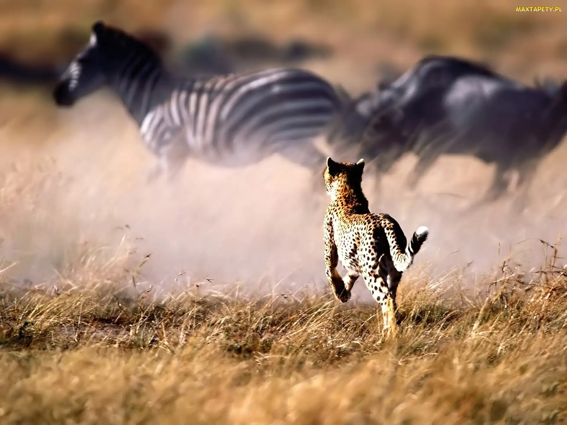Zebry, Polowanie, Gepard