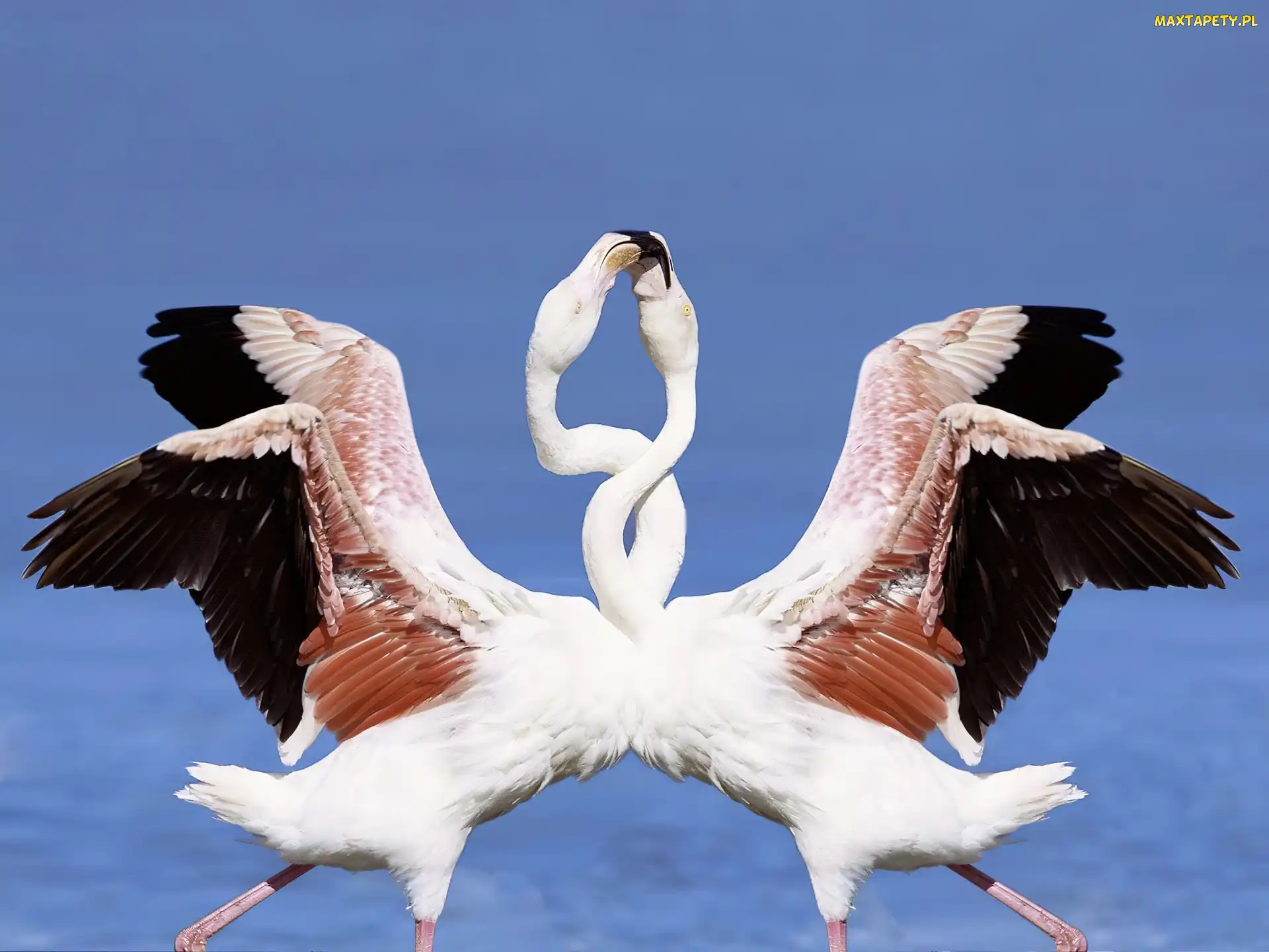 Taniec, Miłości, Flamingi
