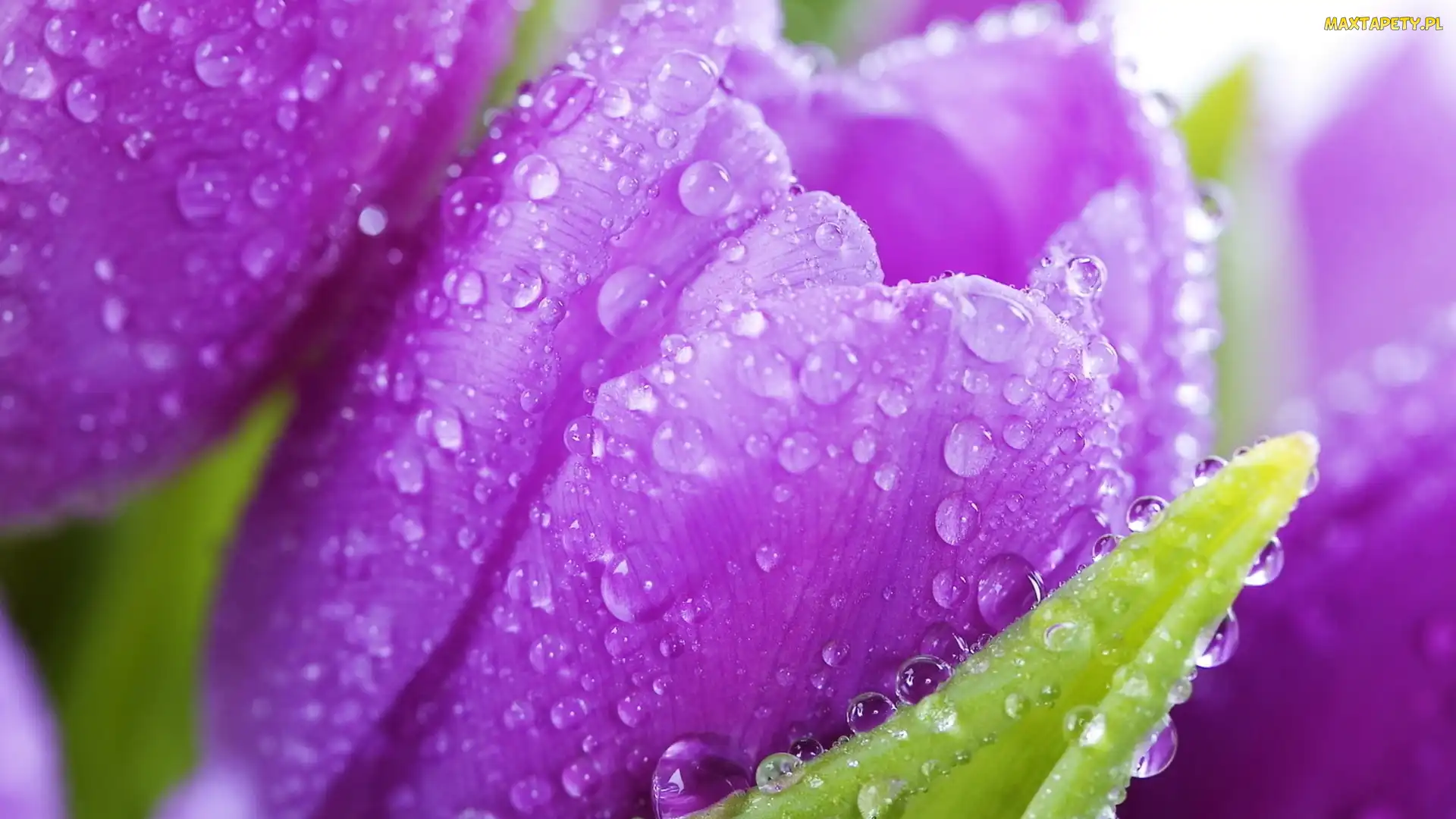 Wody, Krople, Fioletowe, Tulipany