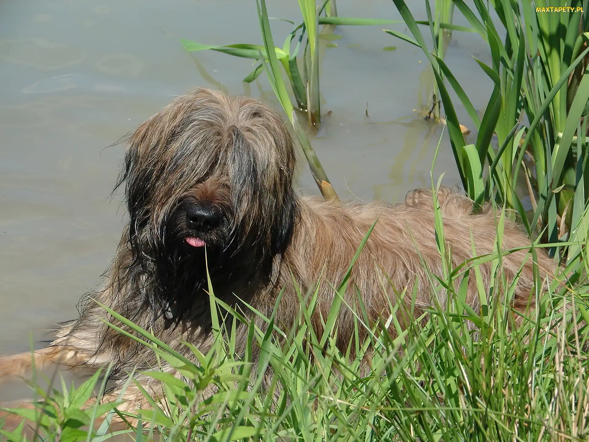 Owczarek Francuski Briard