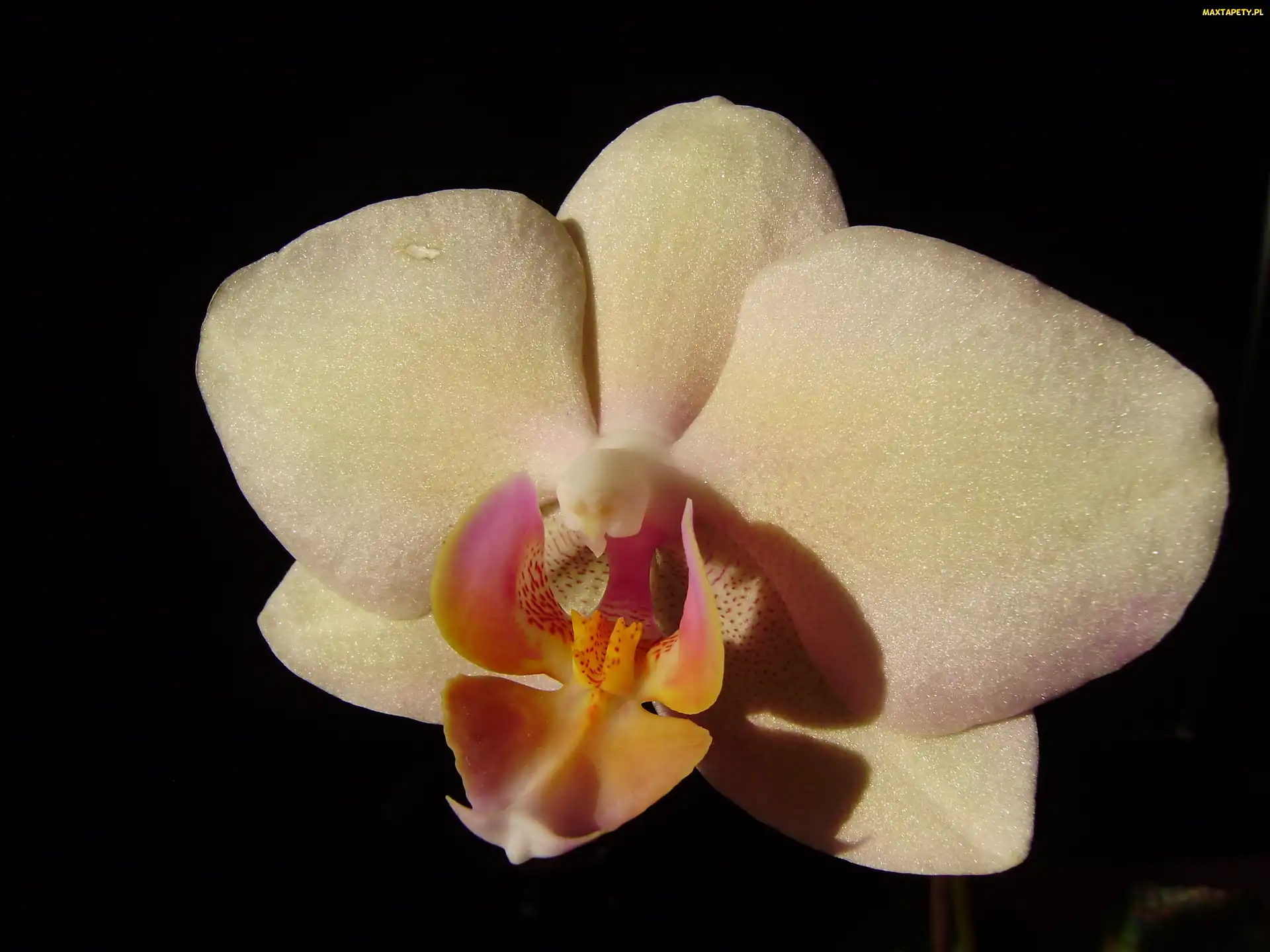 Storczyk, Phalaenopsis