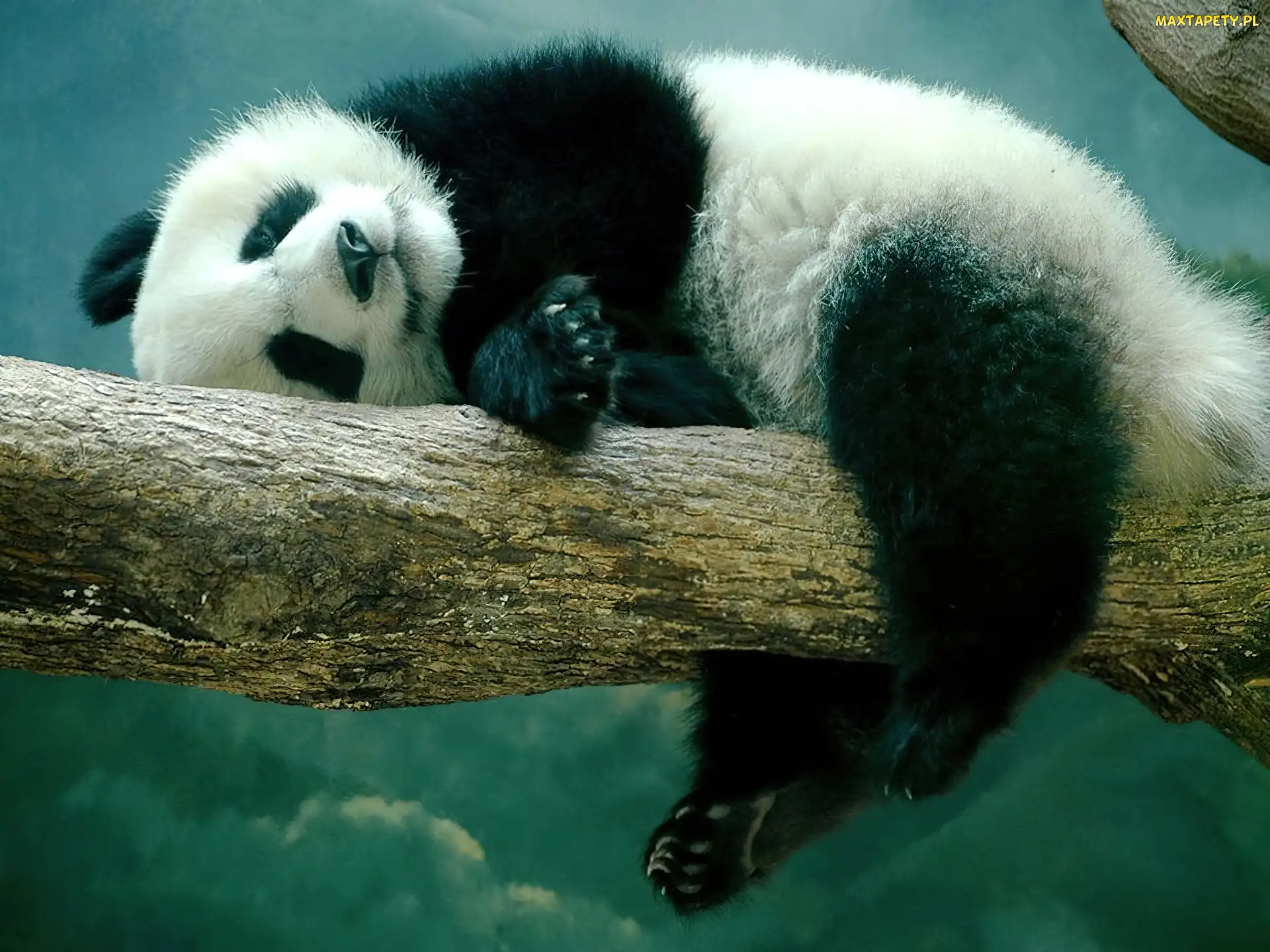 Śpiąca, Drzewo, Panda