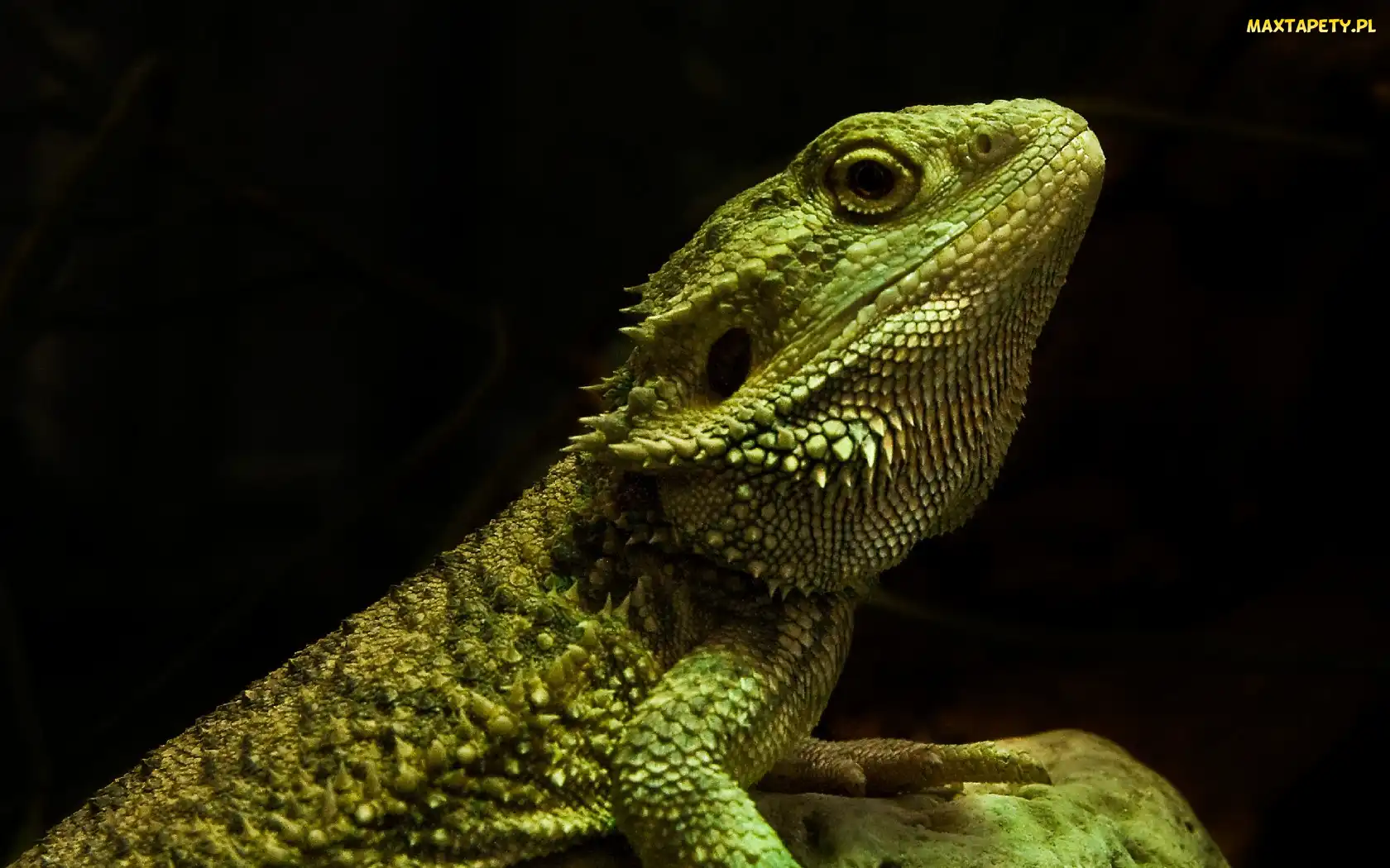 Agama, Zielona