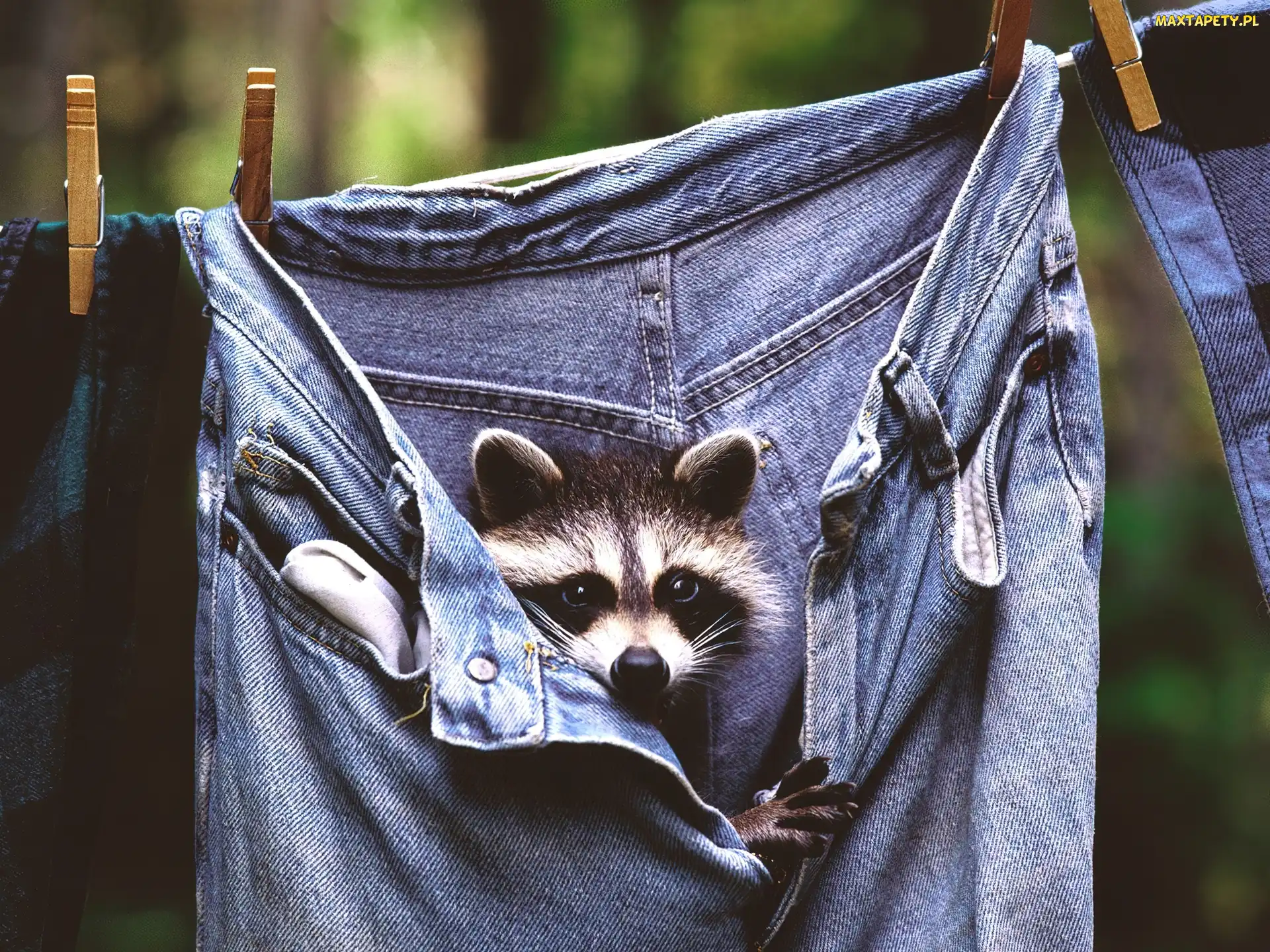Klamerki, Jeans, Szop, Spodnie