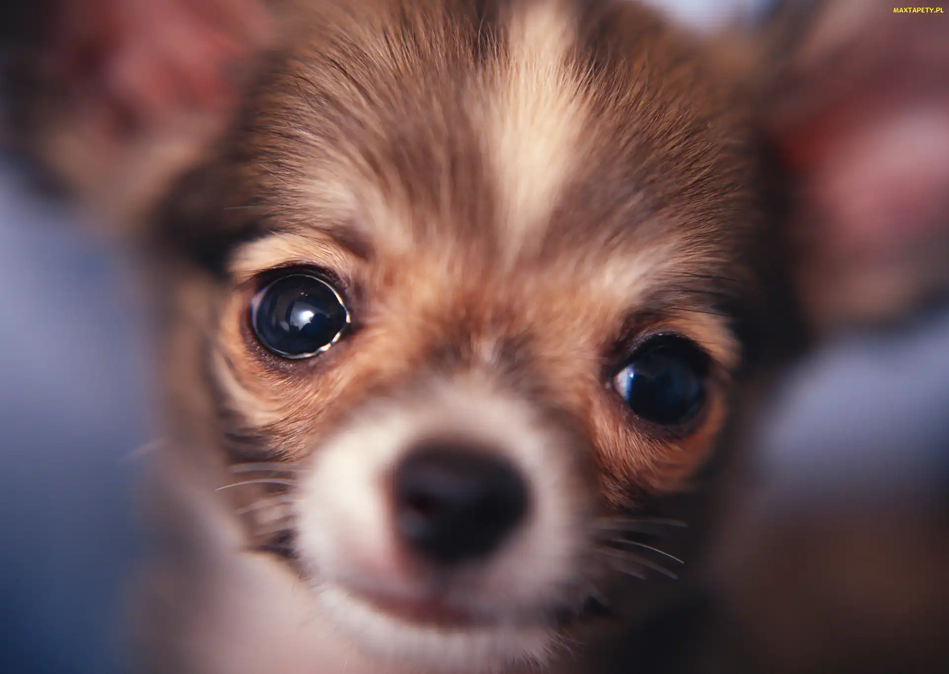 Chihuahua, Oczy, Pies, Pyszczek