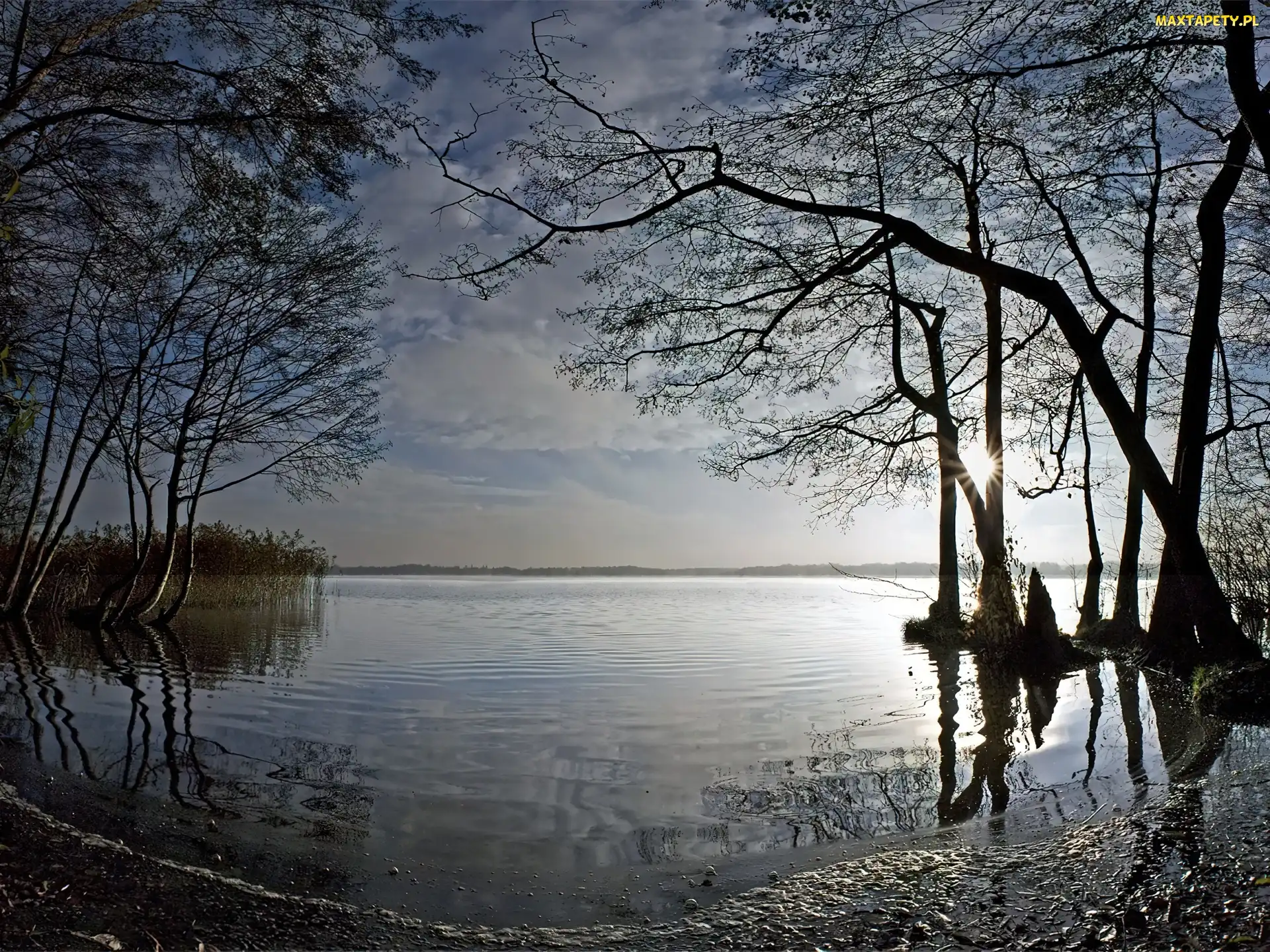 Jezioro, Drzewa