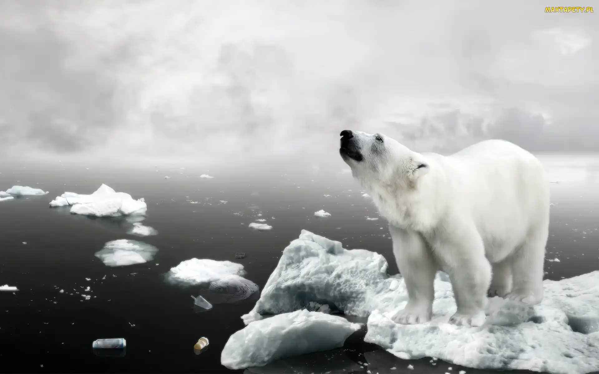 Polarny, Kra, Niedźwiedź
