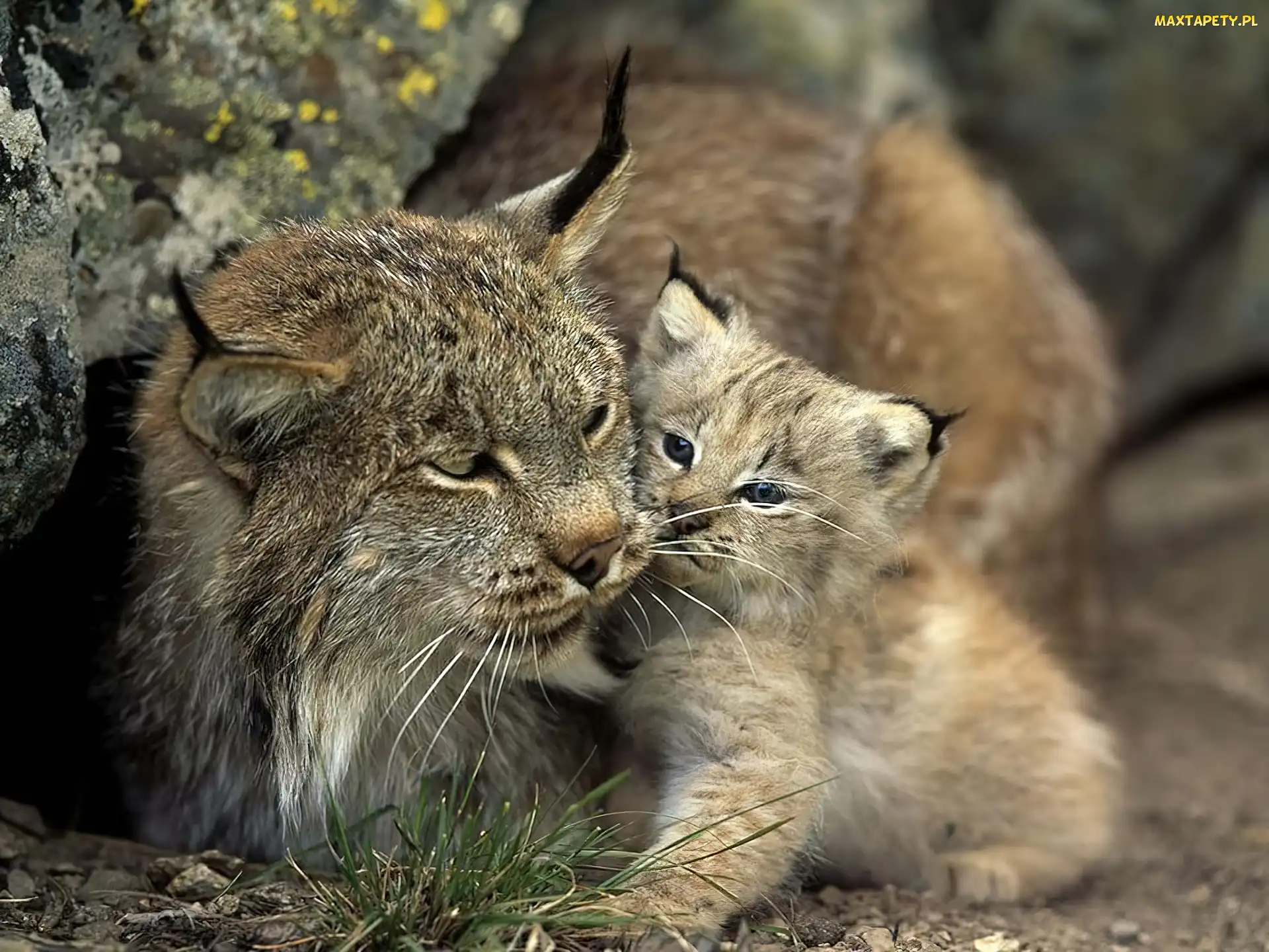 Mama, Małe, Ryś