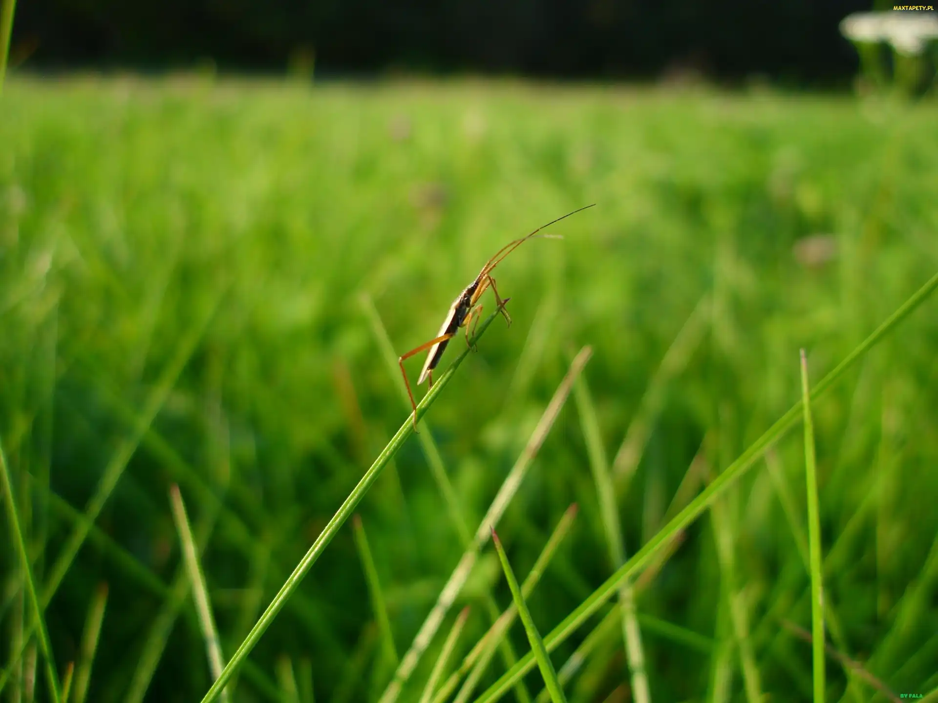 Źdźbło, Lato, Robak, Łąka