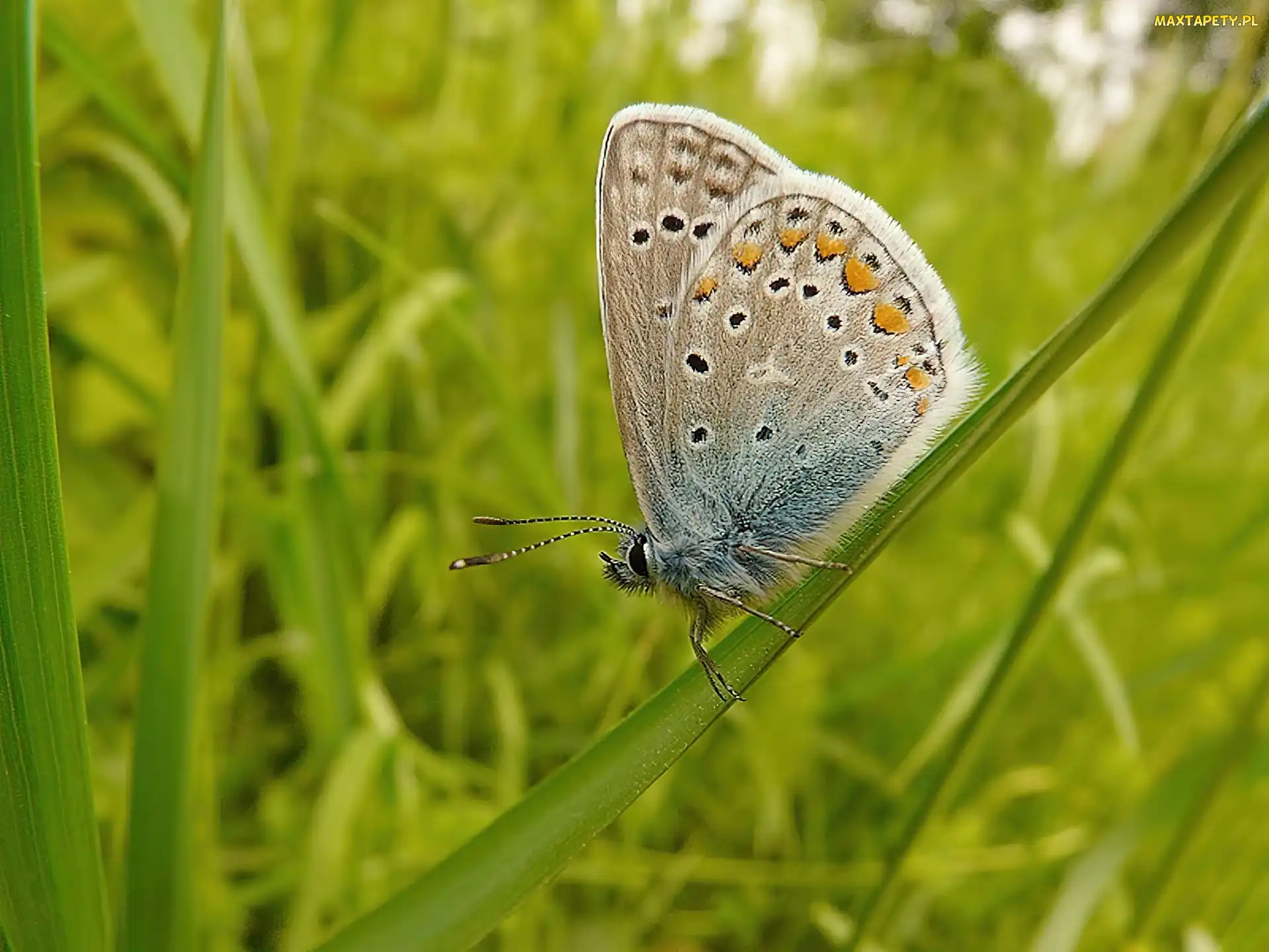 Źdźbło, Trawy, Motyl