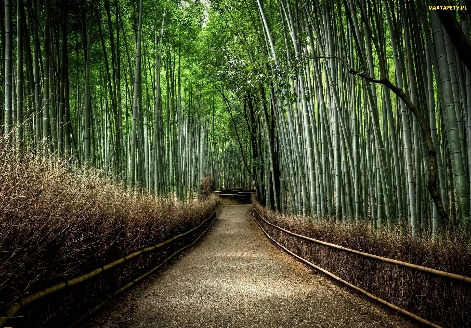 Droga, Japonia, Las, Bambusowy