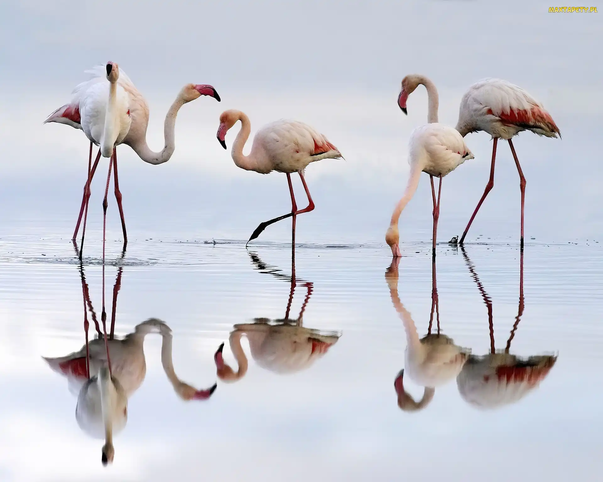 Woda, Flamingi