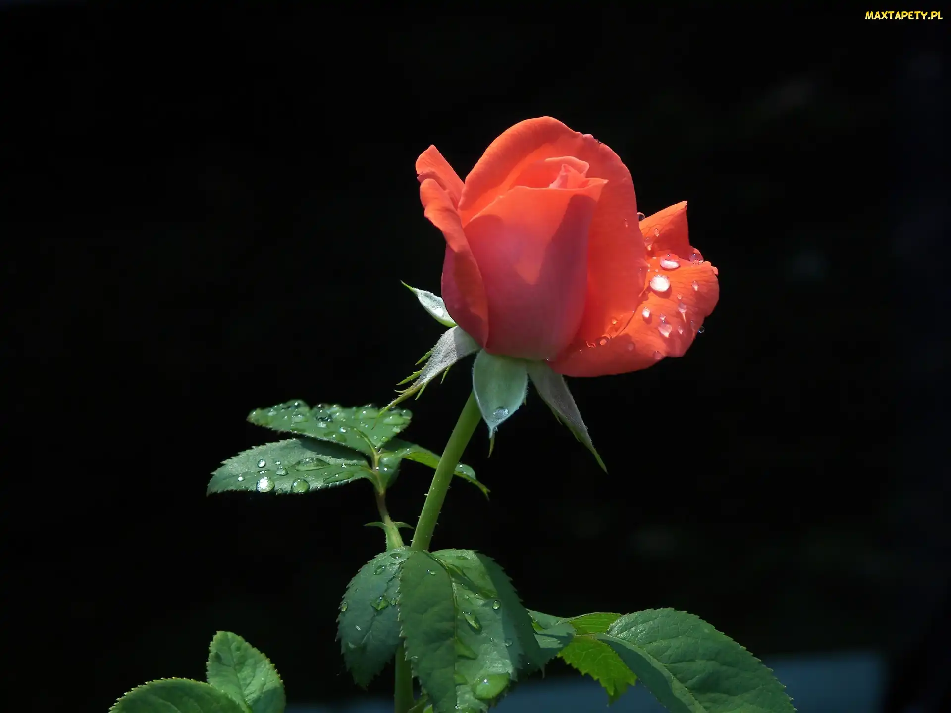 Krople, Rosy, Róża