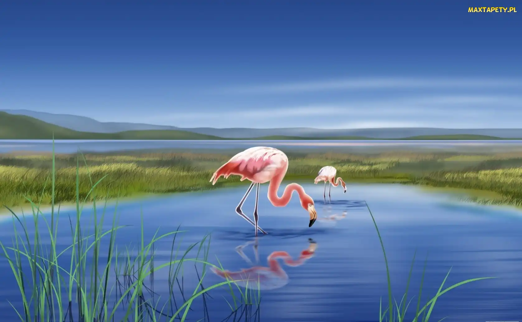 Jezioro, Grafika 2D, Flamingi, Dwa
