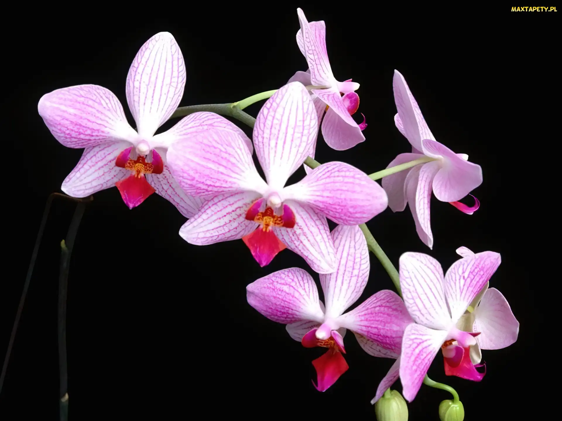 Liliowo, Orchidea, Biała