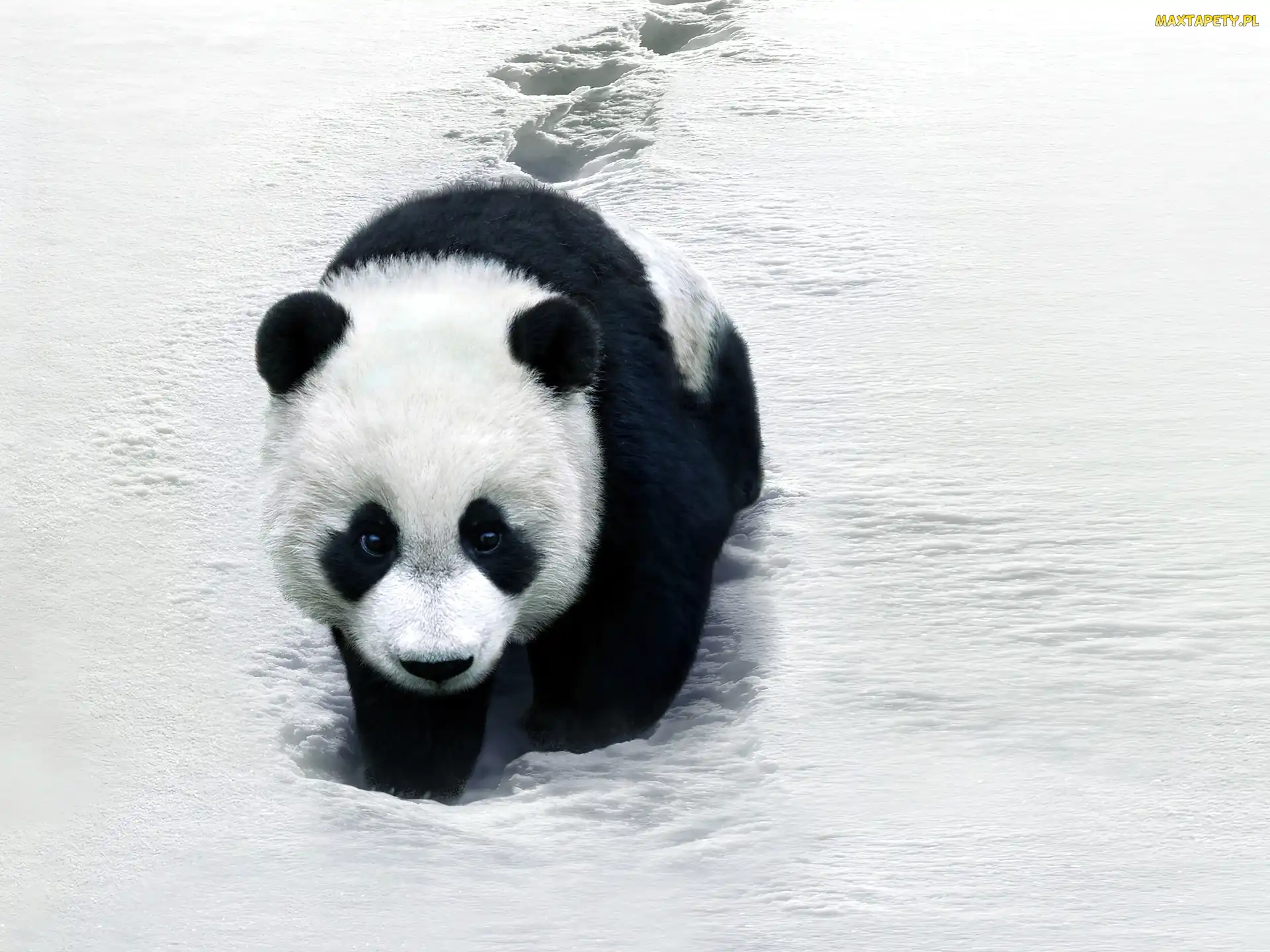 Panda, Zima, Śnieg