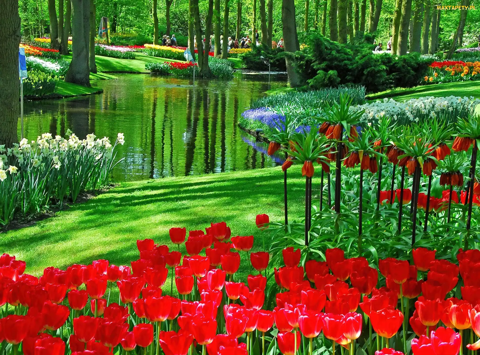 Park, Holandia, Kwiaty