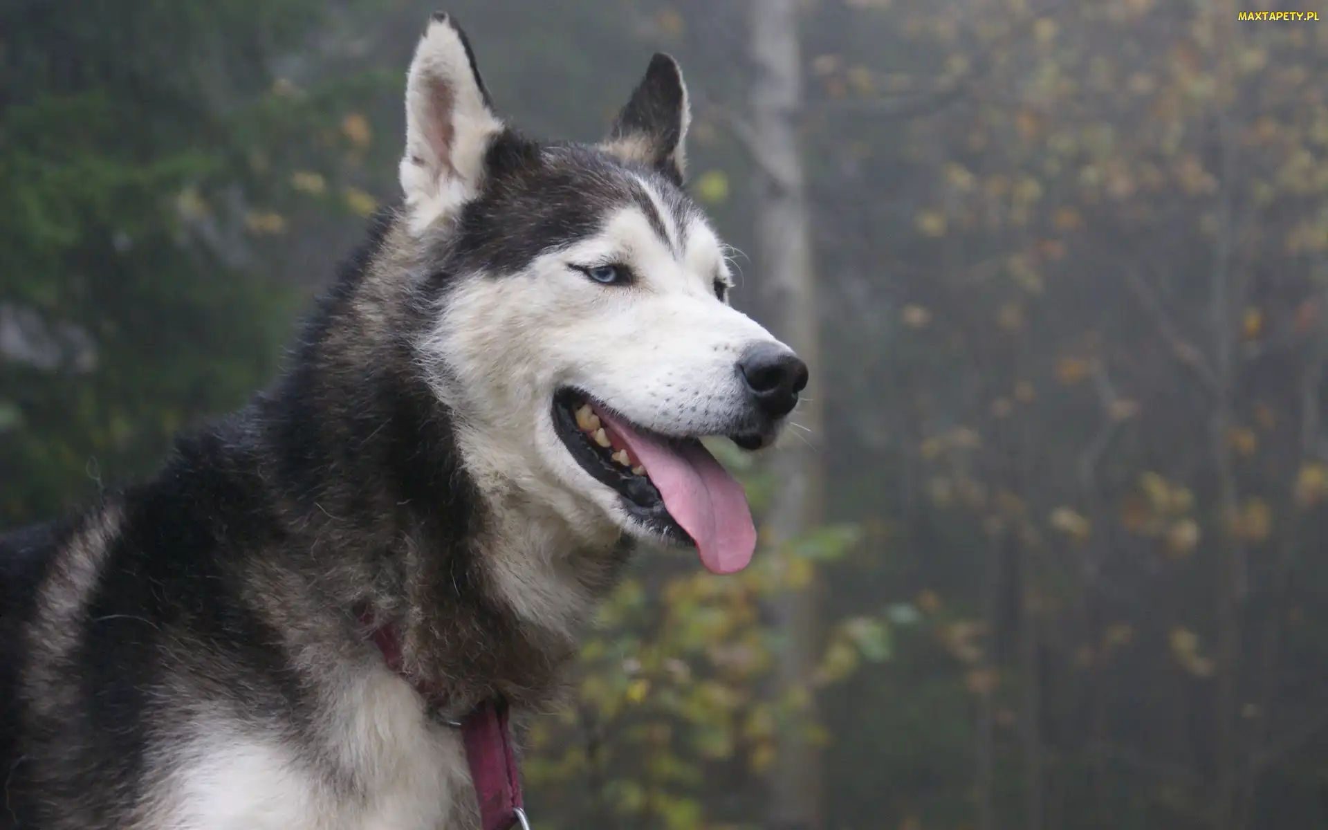 Czerwona, Smycz, Husky