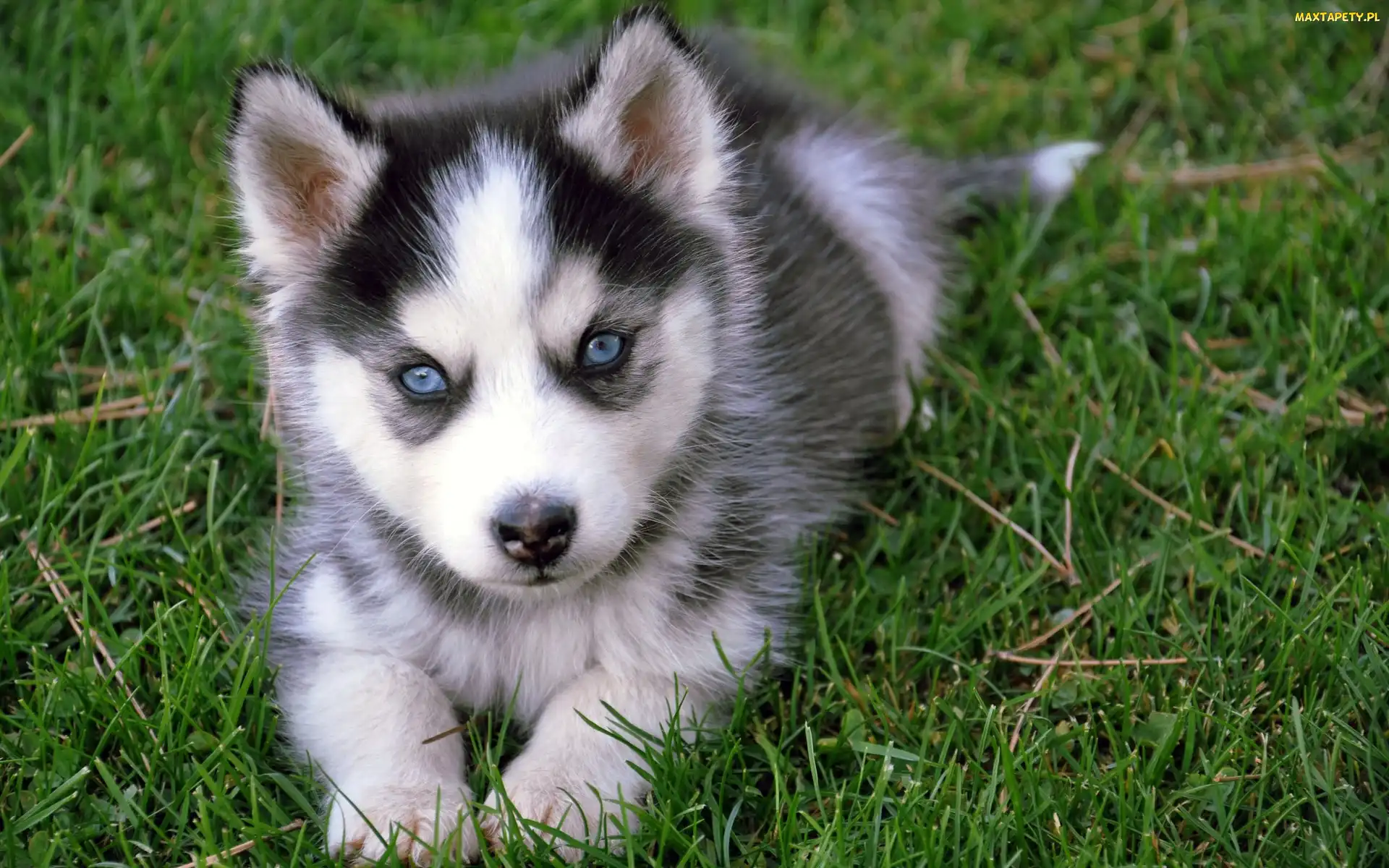 Siberian Husky, Oczy, Niebieskie, Szczeniak
