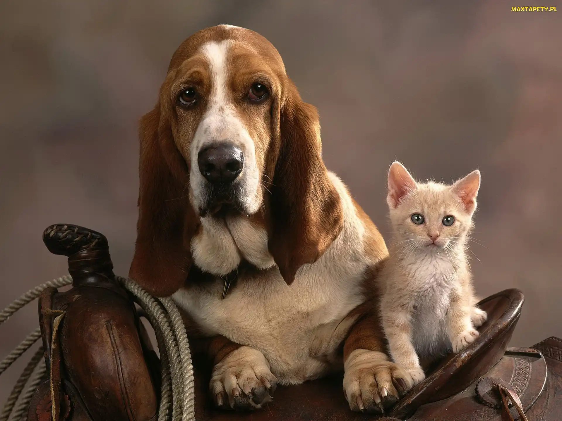 Kot, Basset, Siodło