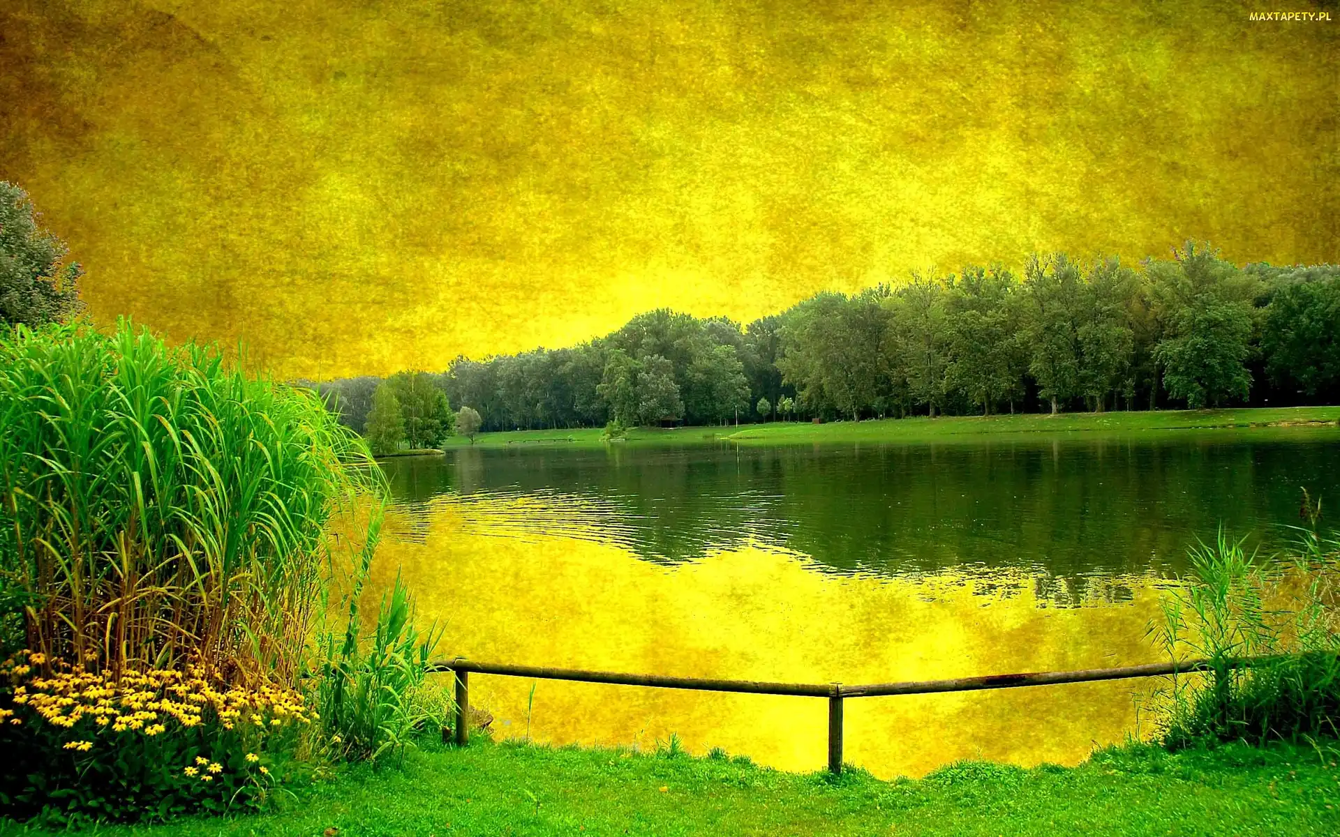 Las, Trawa, Jezioro