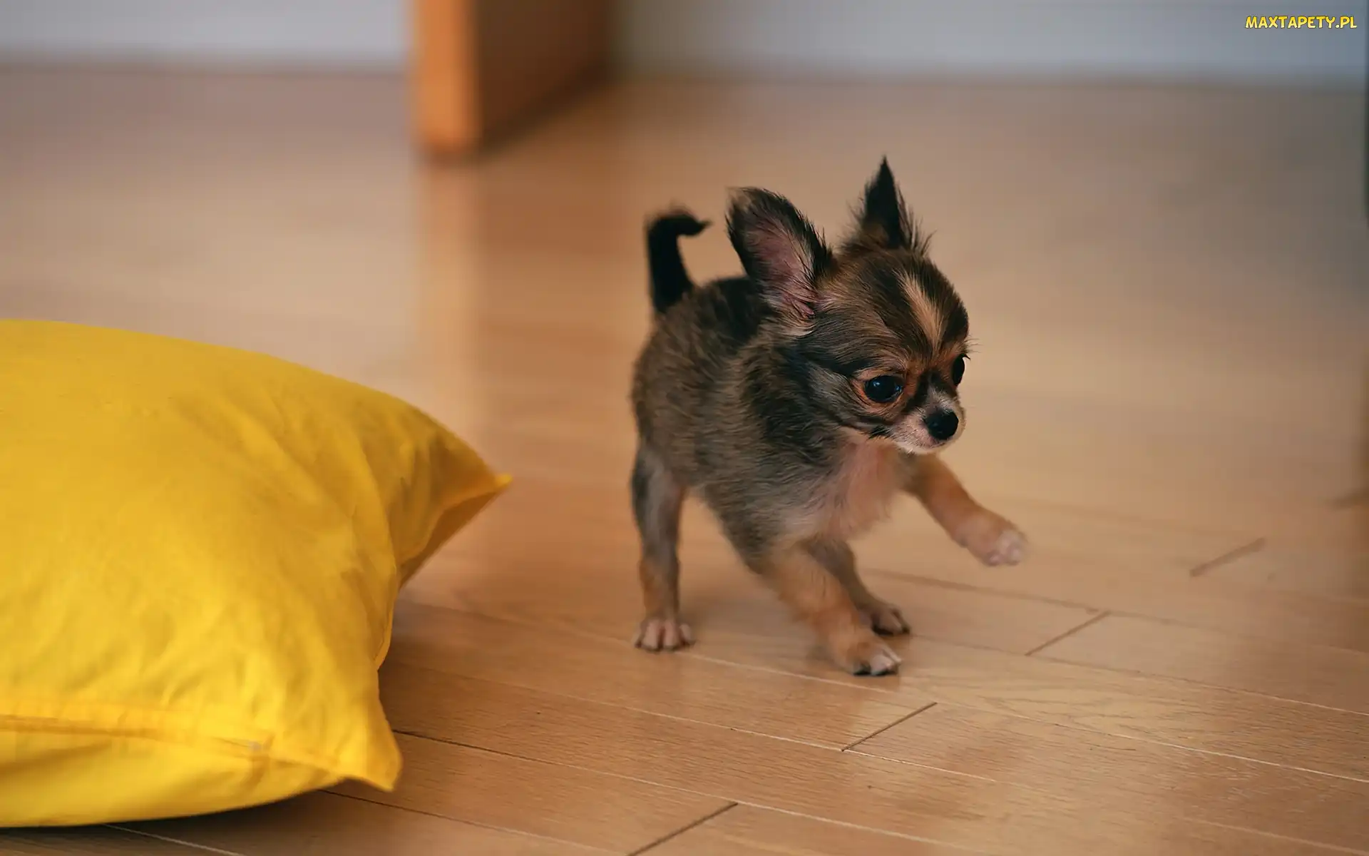 Chihuahua, Poduszka, Psiak, Żółta