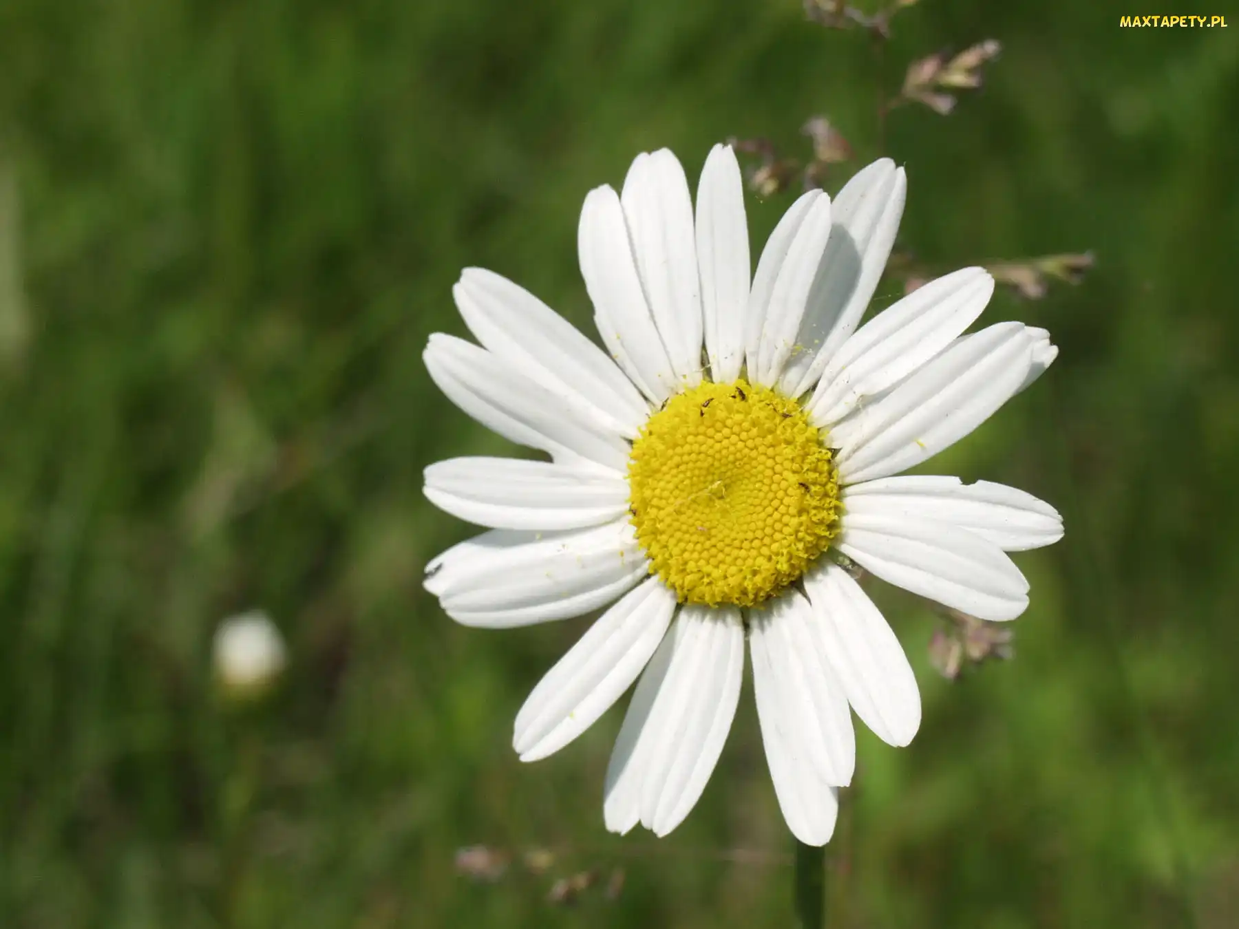 Margerytka, Wiosenna