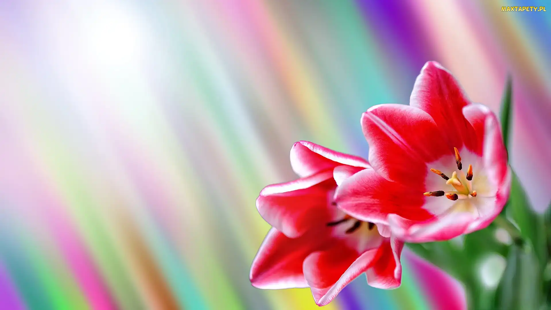 Tulipany, Grafika, Kwiaty
