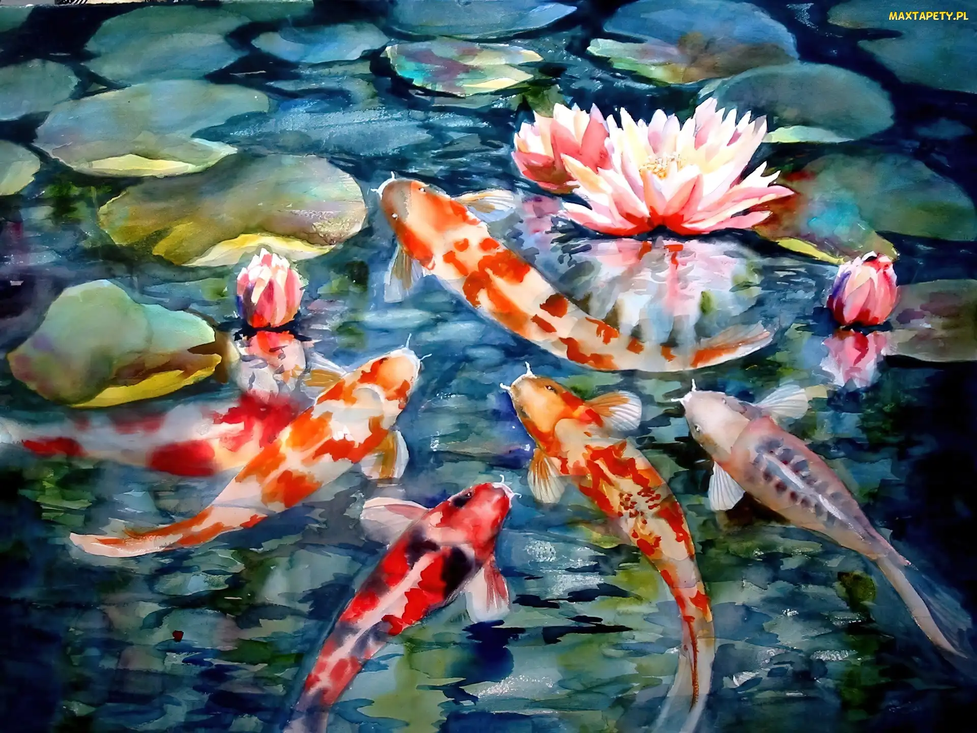Karp Koi, Wodne, Lilie, Staw, Ryby