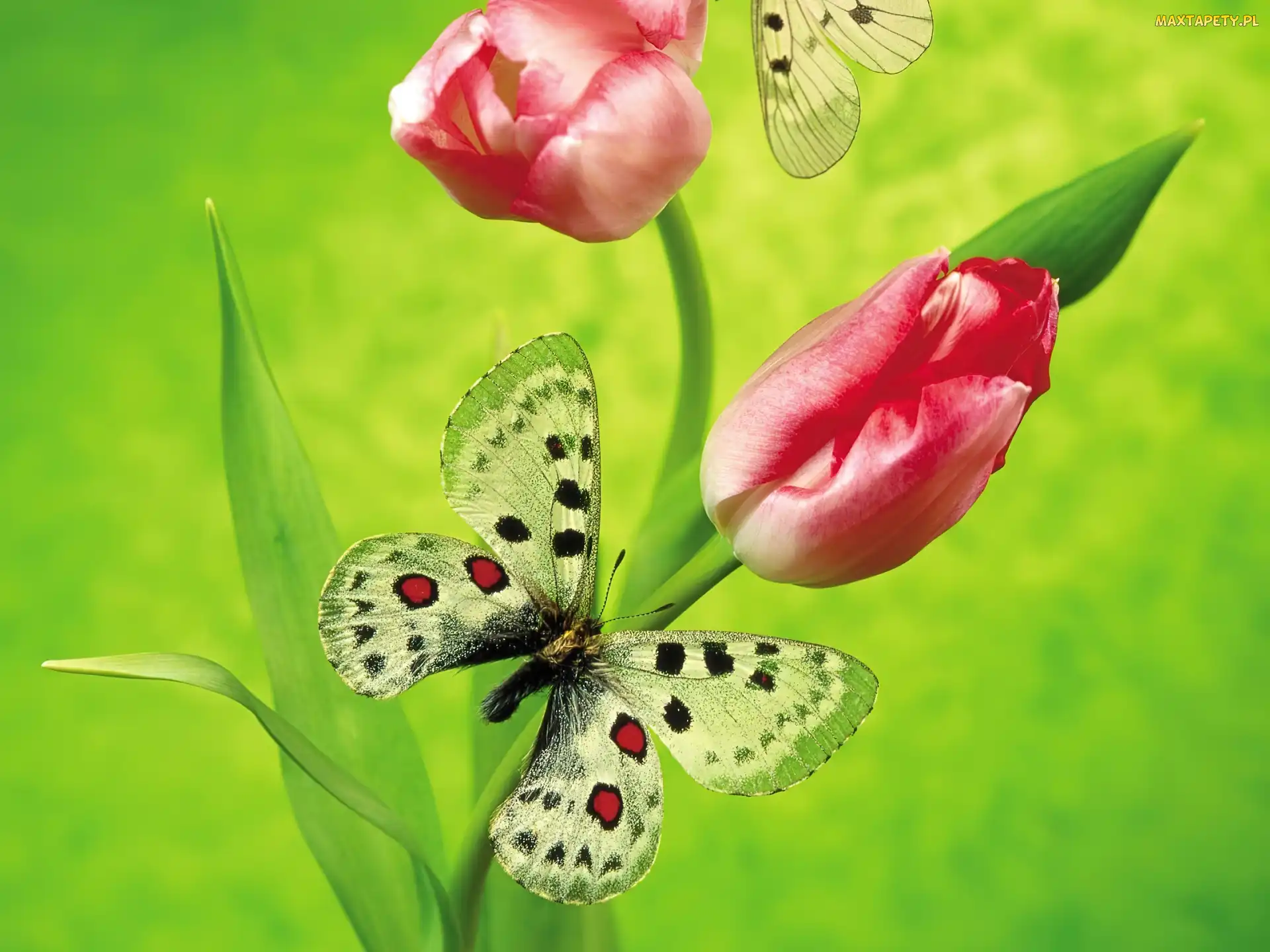 Motylki, Tulipany, Dwa, Czerwone