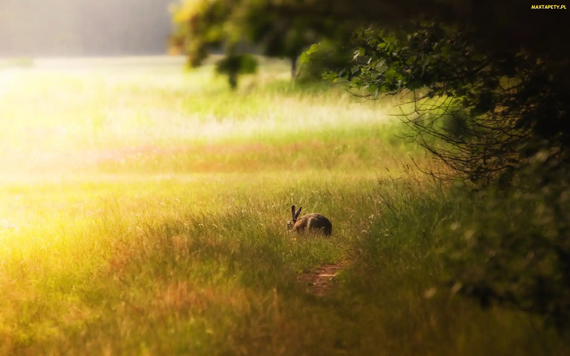 Trawa, Łąka, Zając