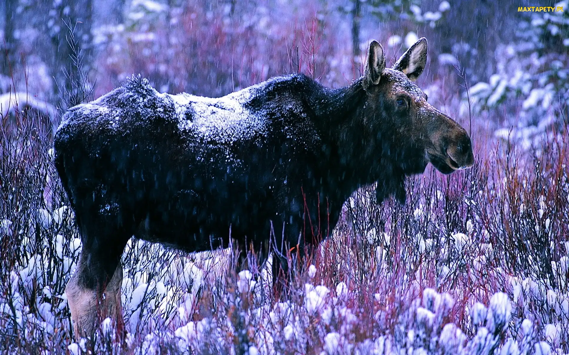 Śnieg, Łoś, Zima