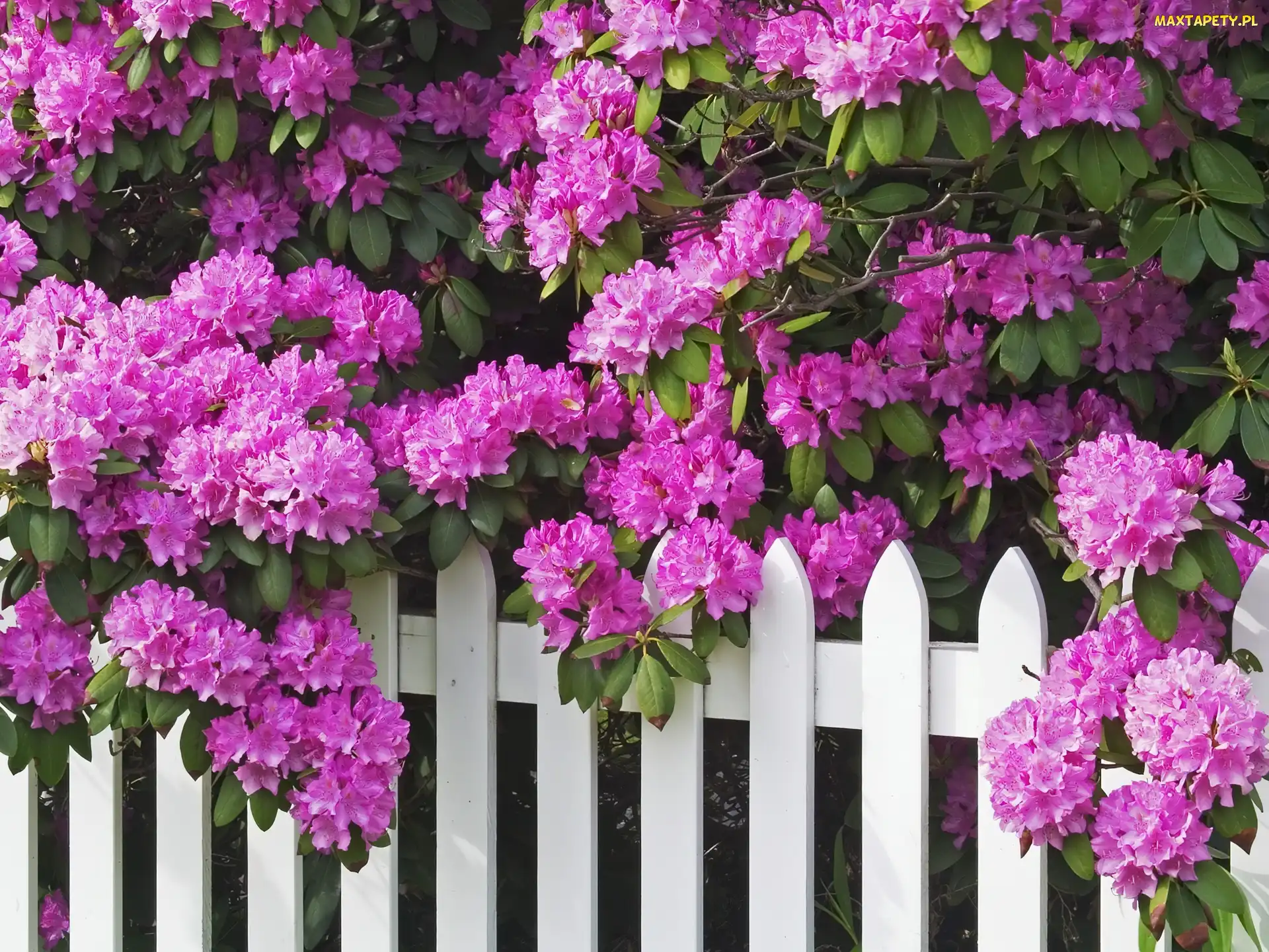 Rododendron, Płot, Fioletowy