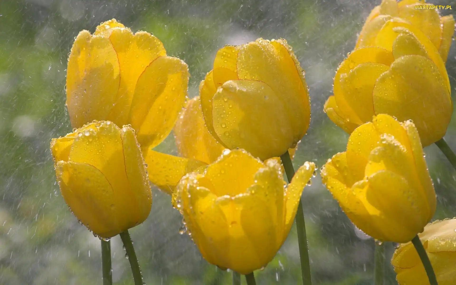 Tulipany, Deszcz, Żółte