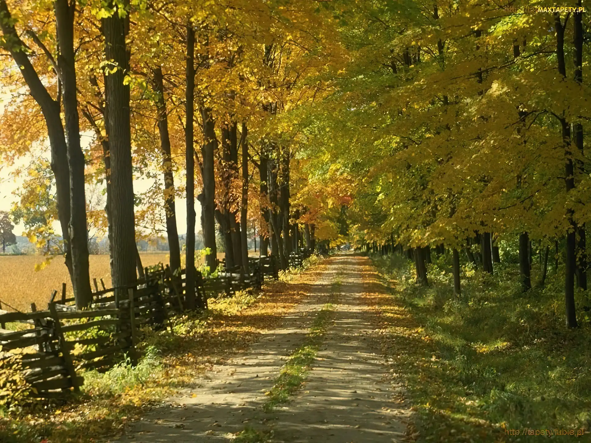 Park, Droga, Jesień, Dzewa