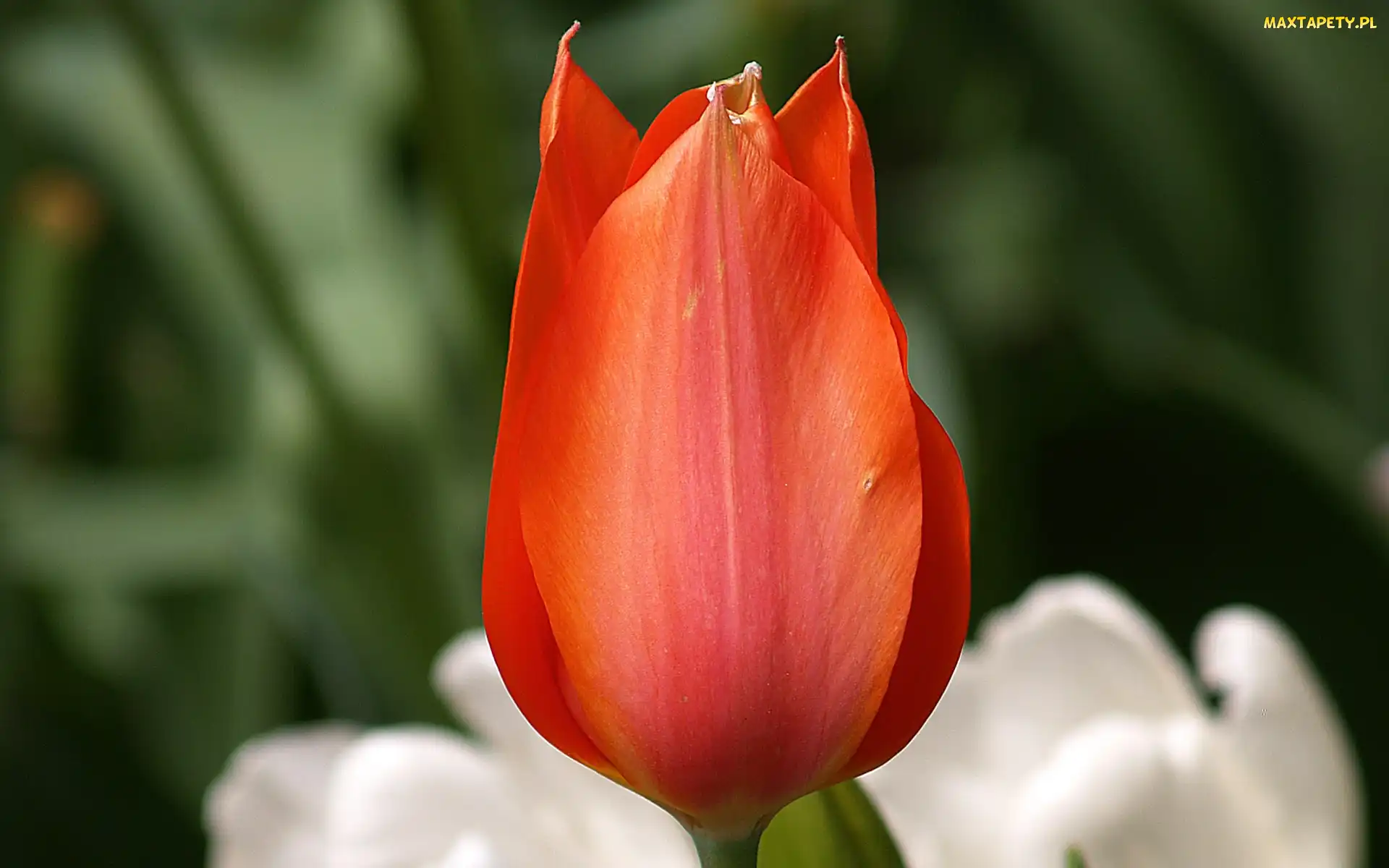Czerwony, Tulipan