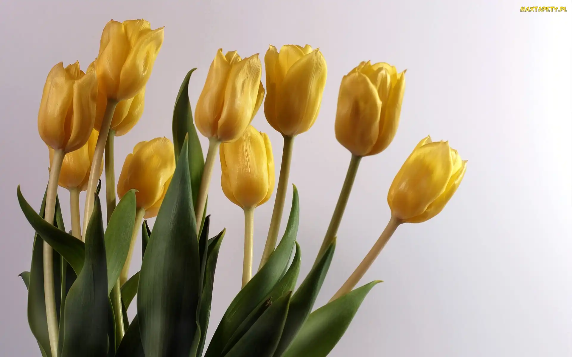 Tulipany, Żółte