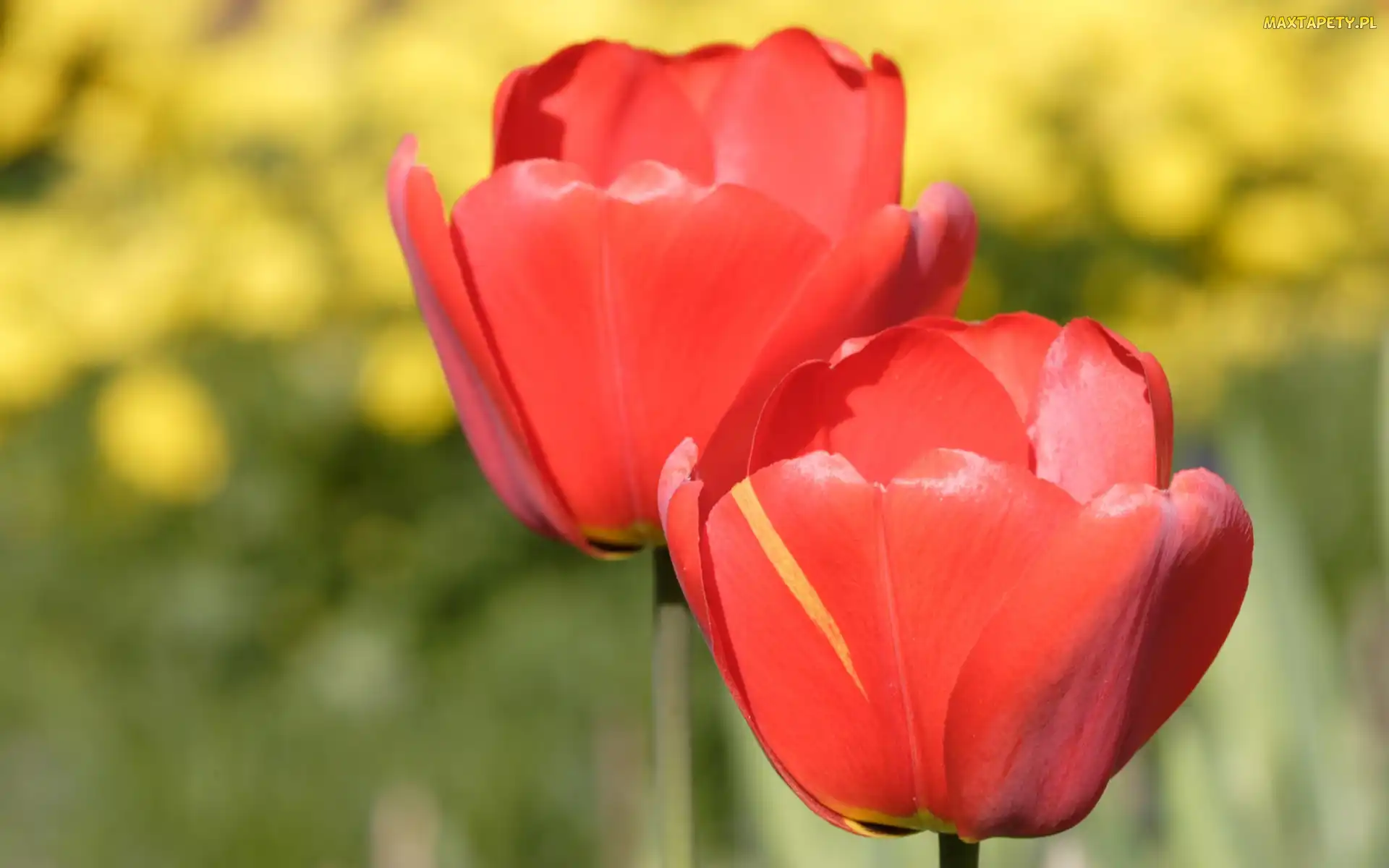 Czerwone, Tuliapany, Dwa